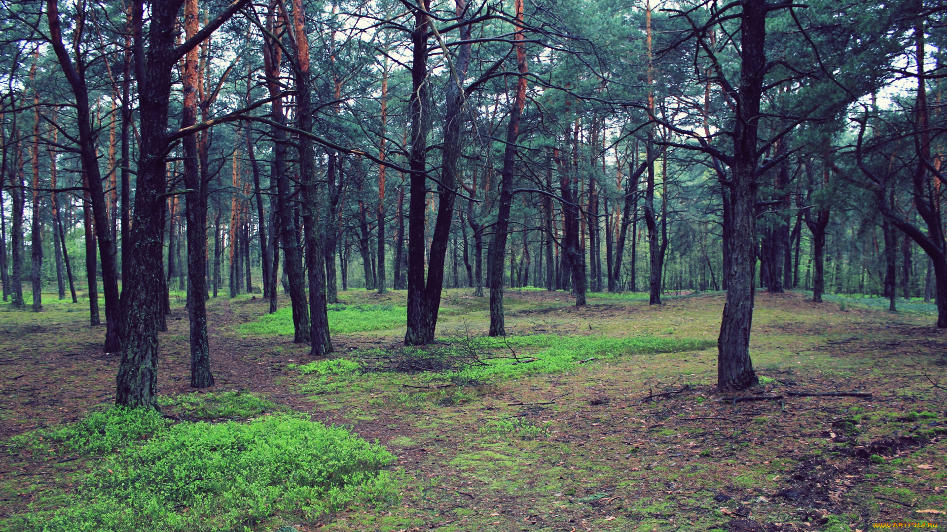 лес, природа, пейзаж, деревья