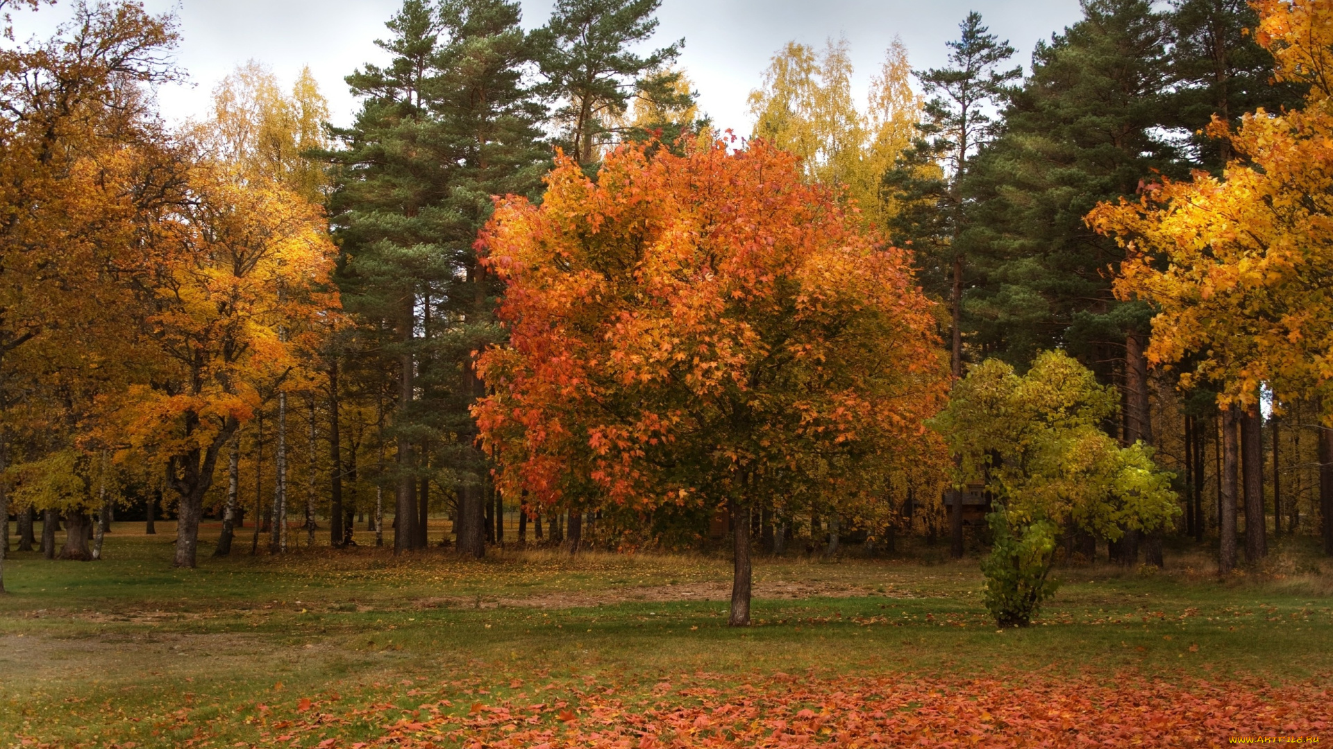 природа, деревья, осень, лес, опушка