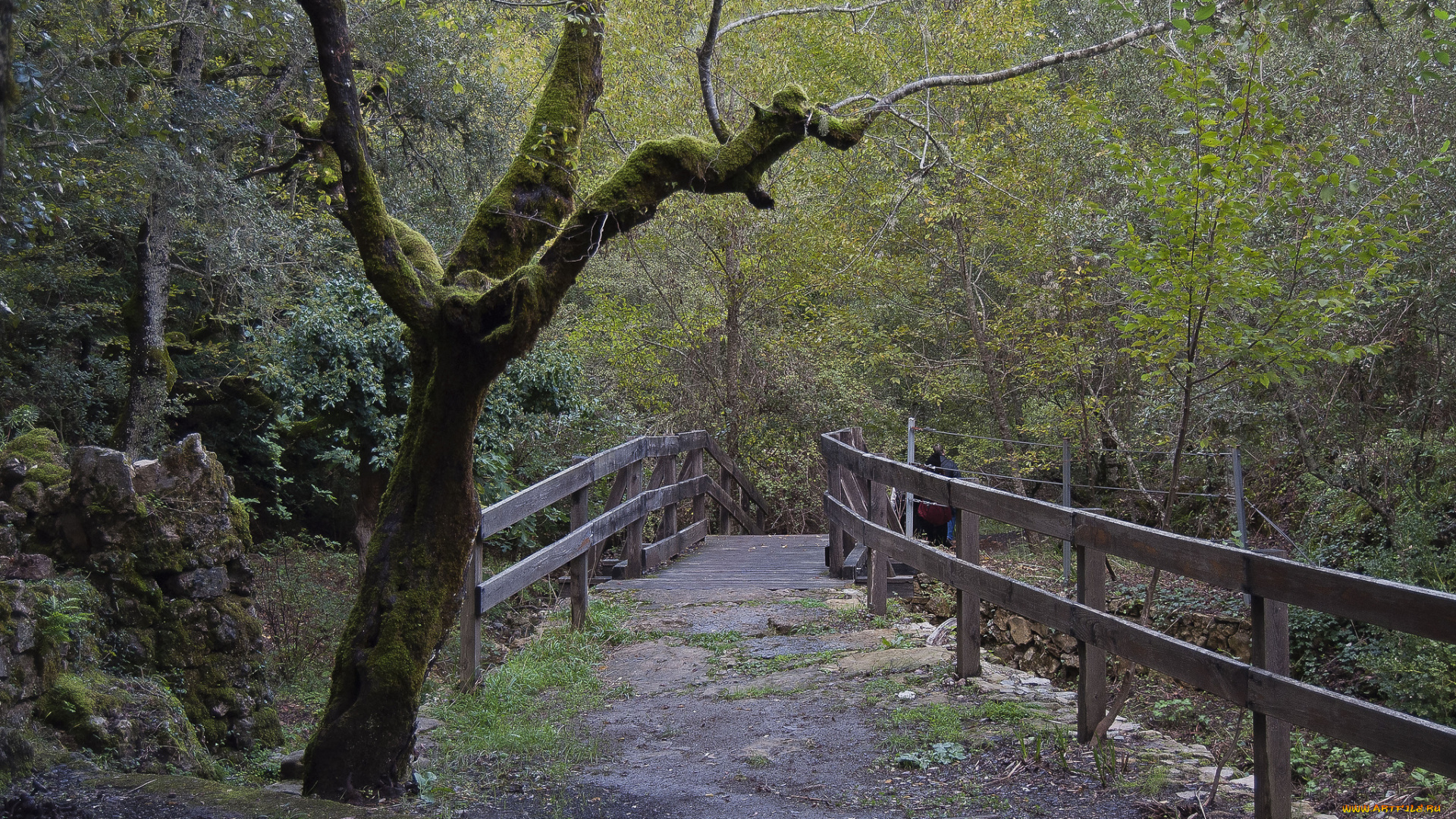 природа, дороги, перила, лес, дорога, мостик, дерево