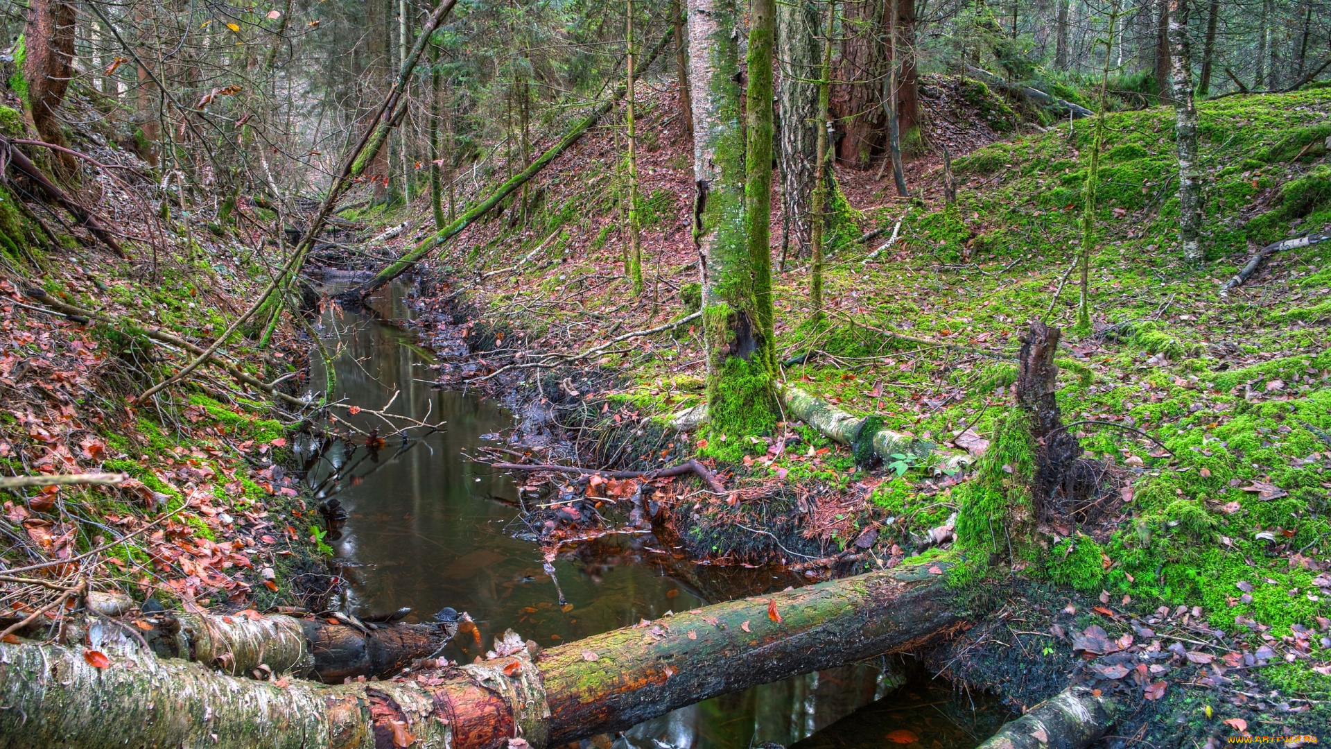 природа, лес, бревна, вода, бурелом