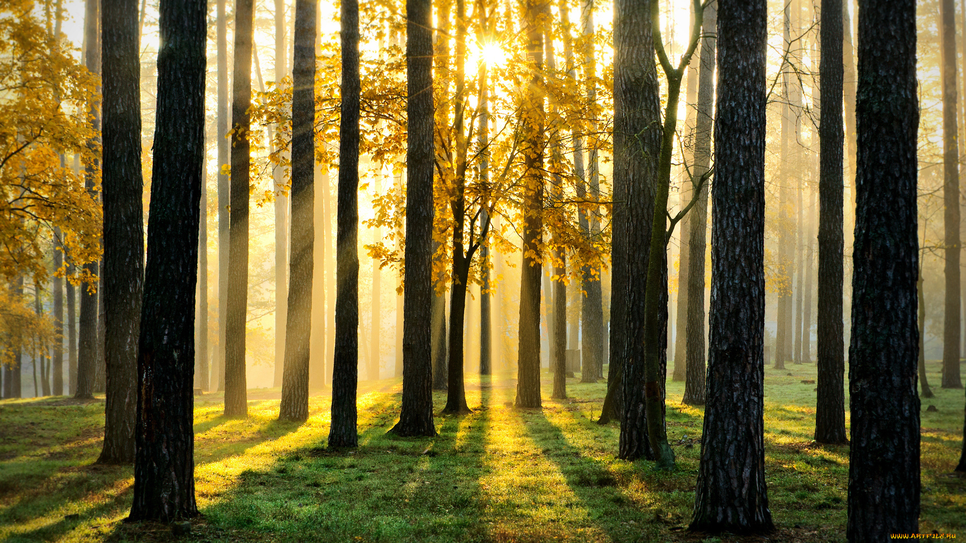 природа, лес, лучи, свет, трава, стволы