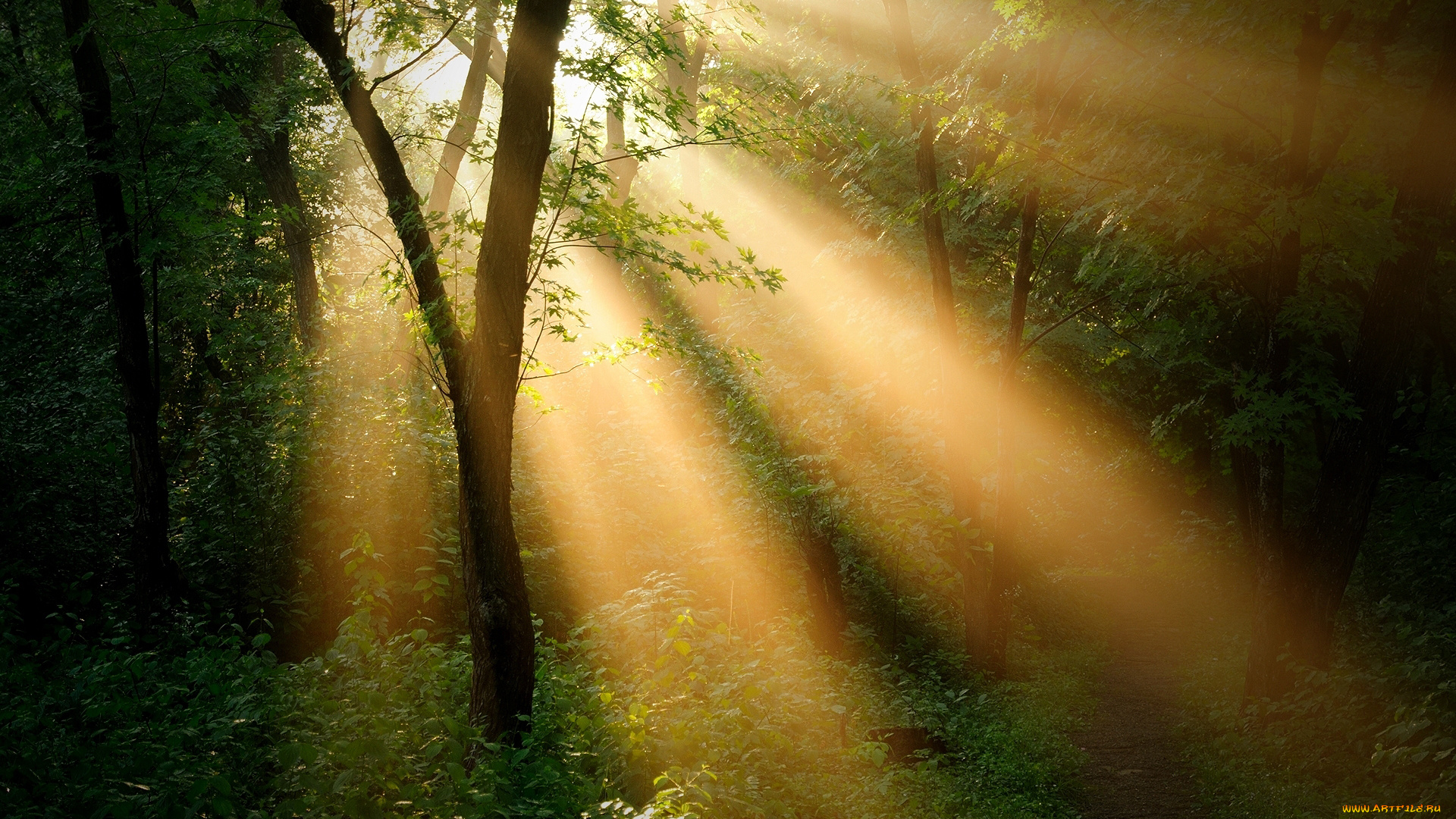 природа, лес, лучи, заросли