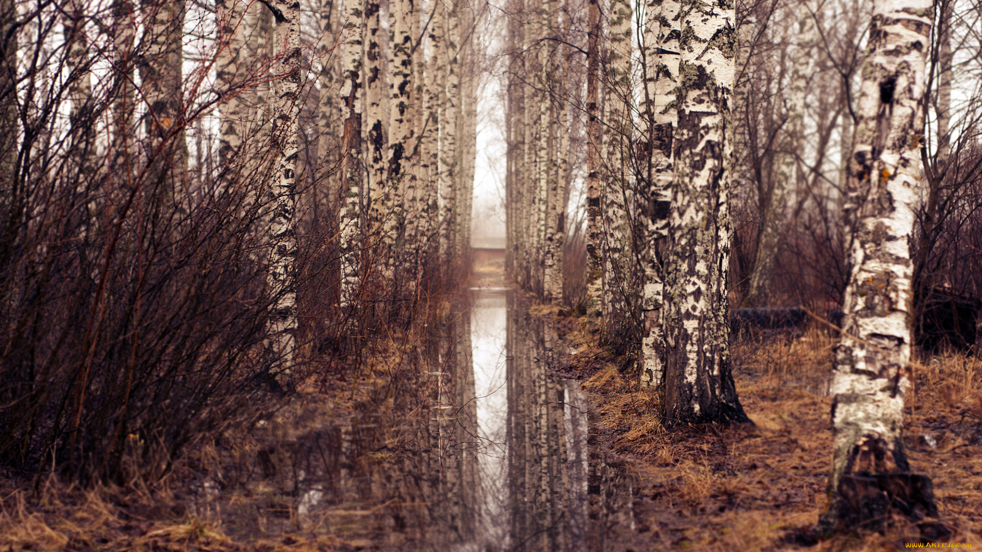 природа, лес, просвет, вода, осень, березы