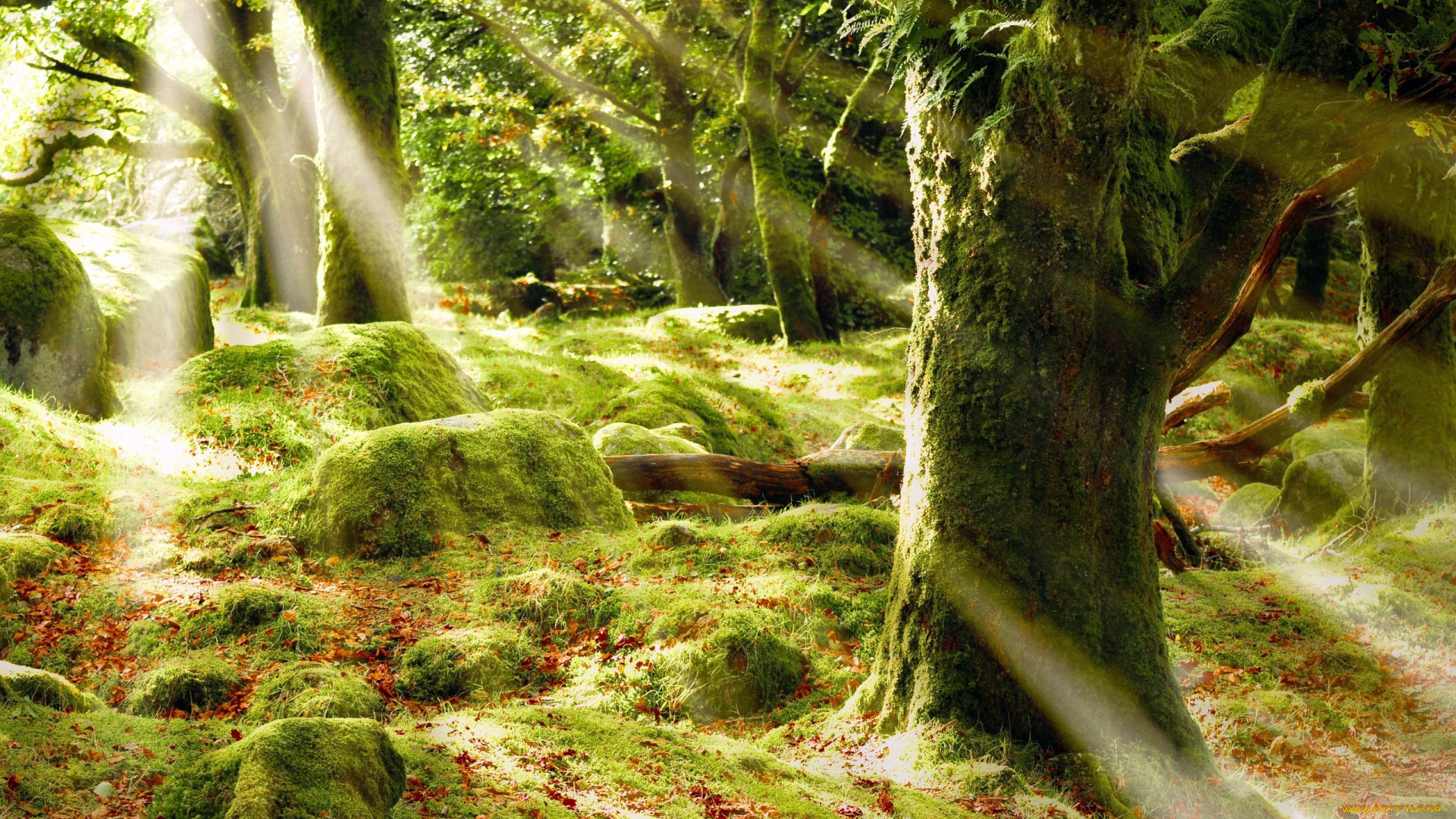природа, лес, стволы, камни, мох, свет