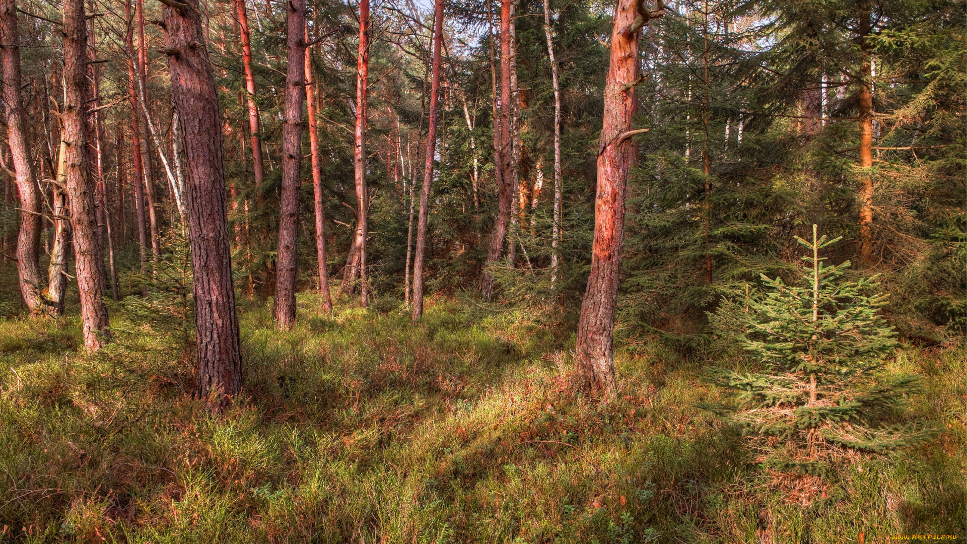природа, лес, трава, бор, сосновый