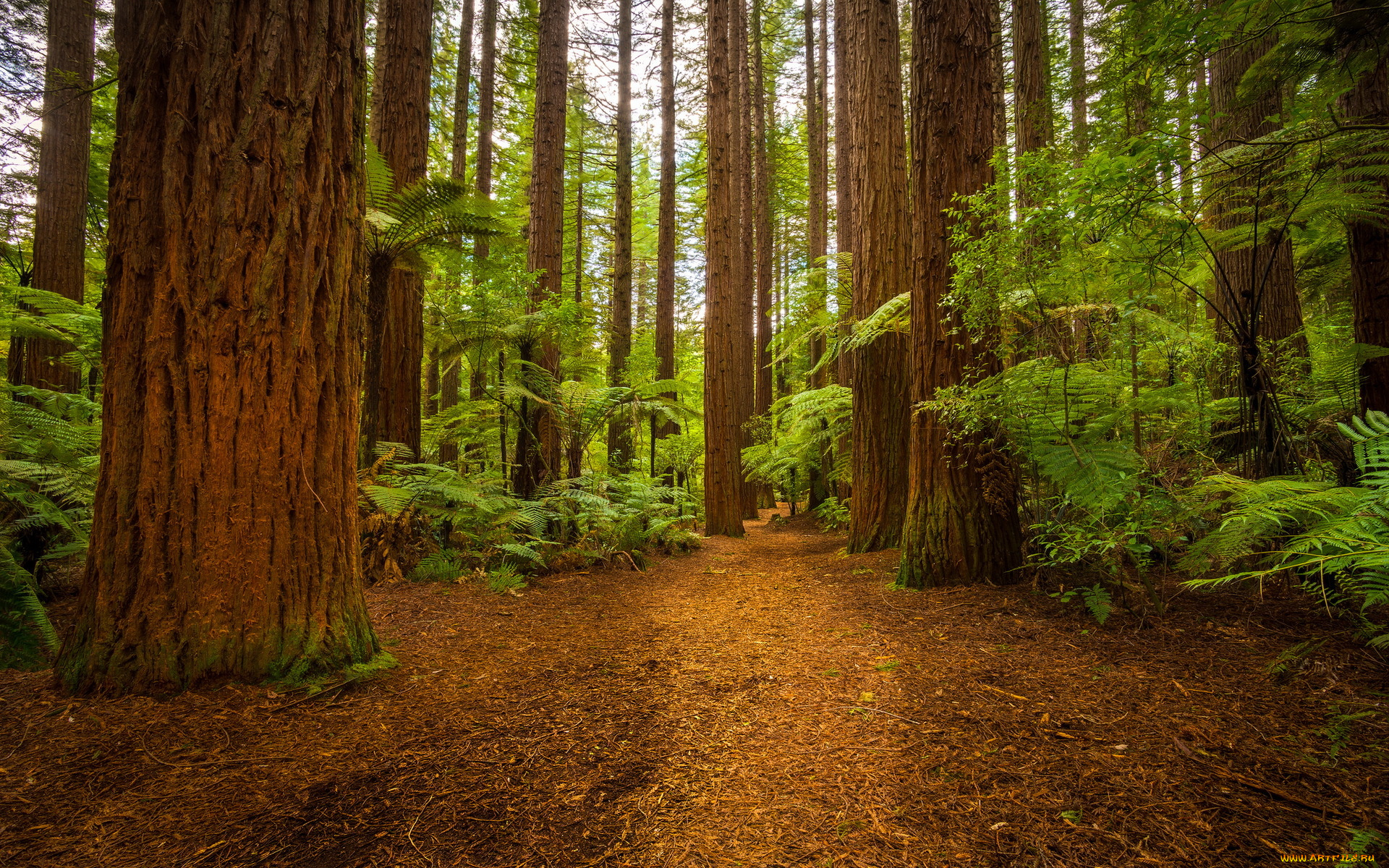 природа, лес, папоротники, поляна, стволы