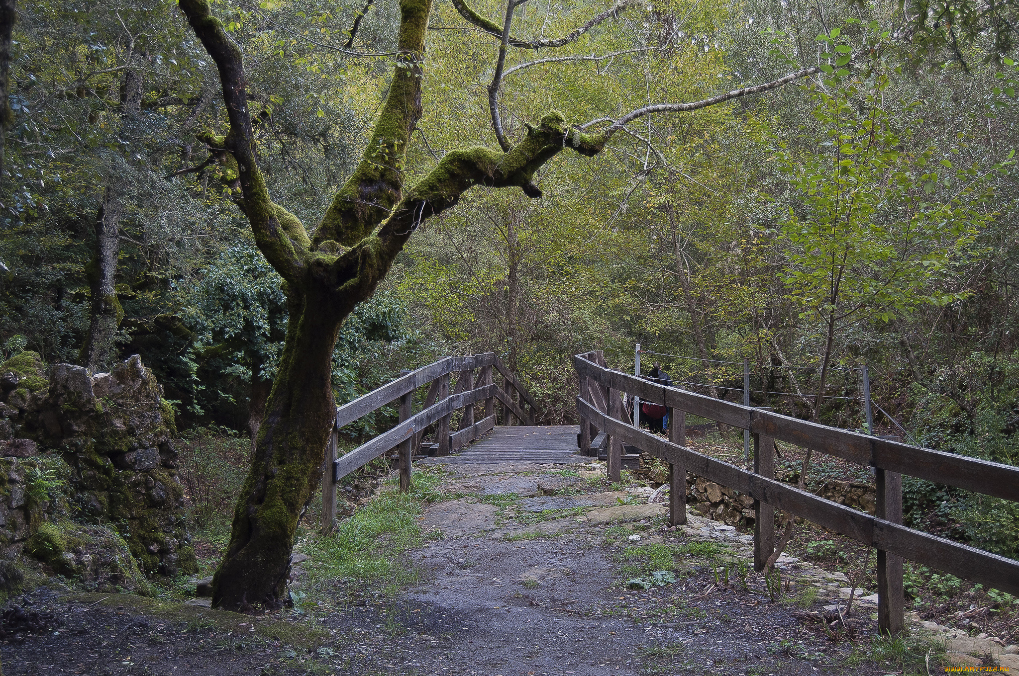 природа, дороги, перила, лес, дорога, мостик, дерево