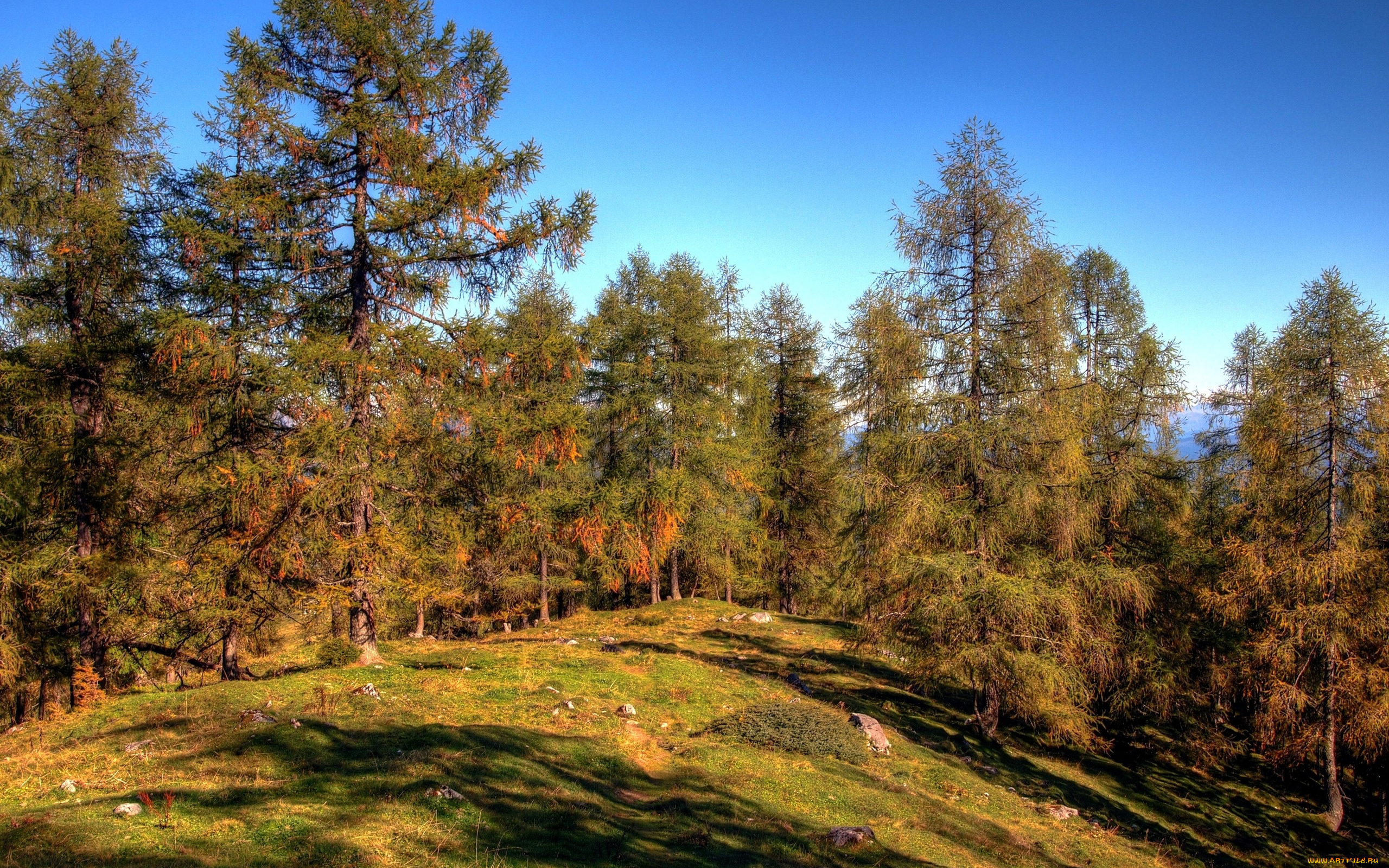 природа, лес, трава, поляна, пригорок