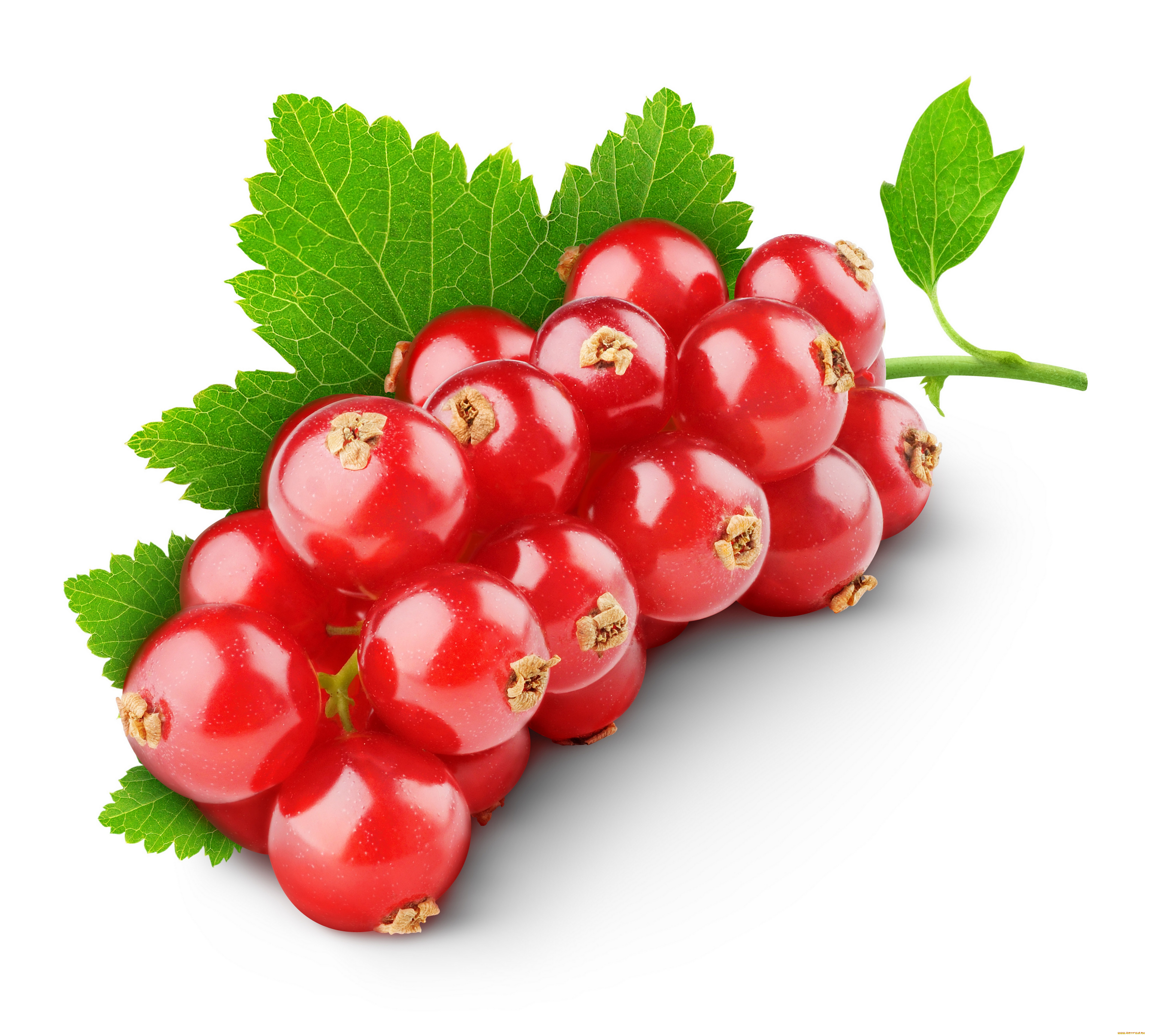 еда, смородина, витамины, ягоды