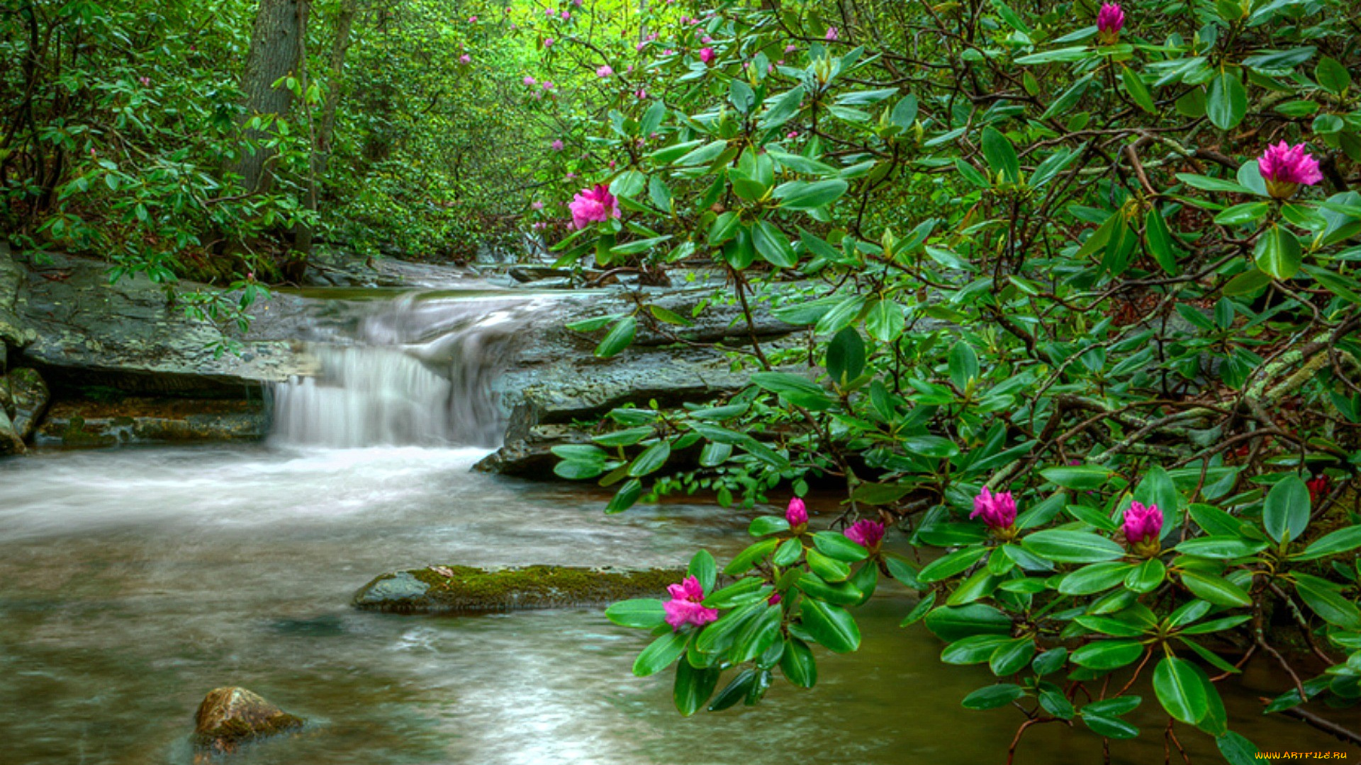 природа, реки, озера, лес, деревья, поток