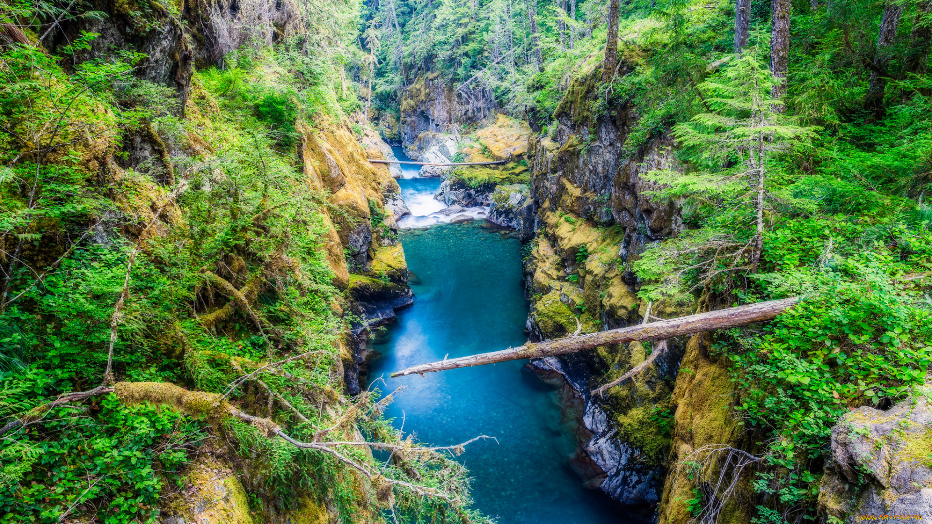 природа, реки, озера, лес, река