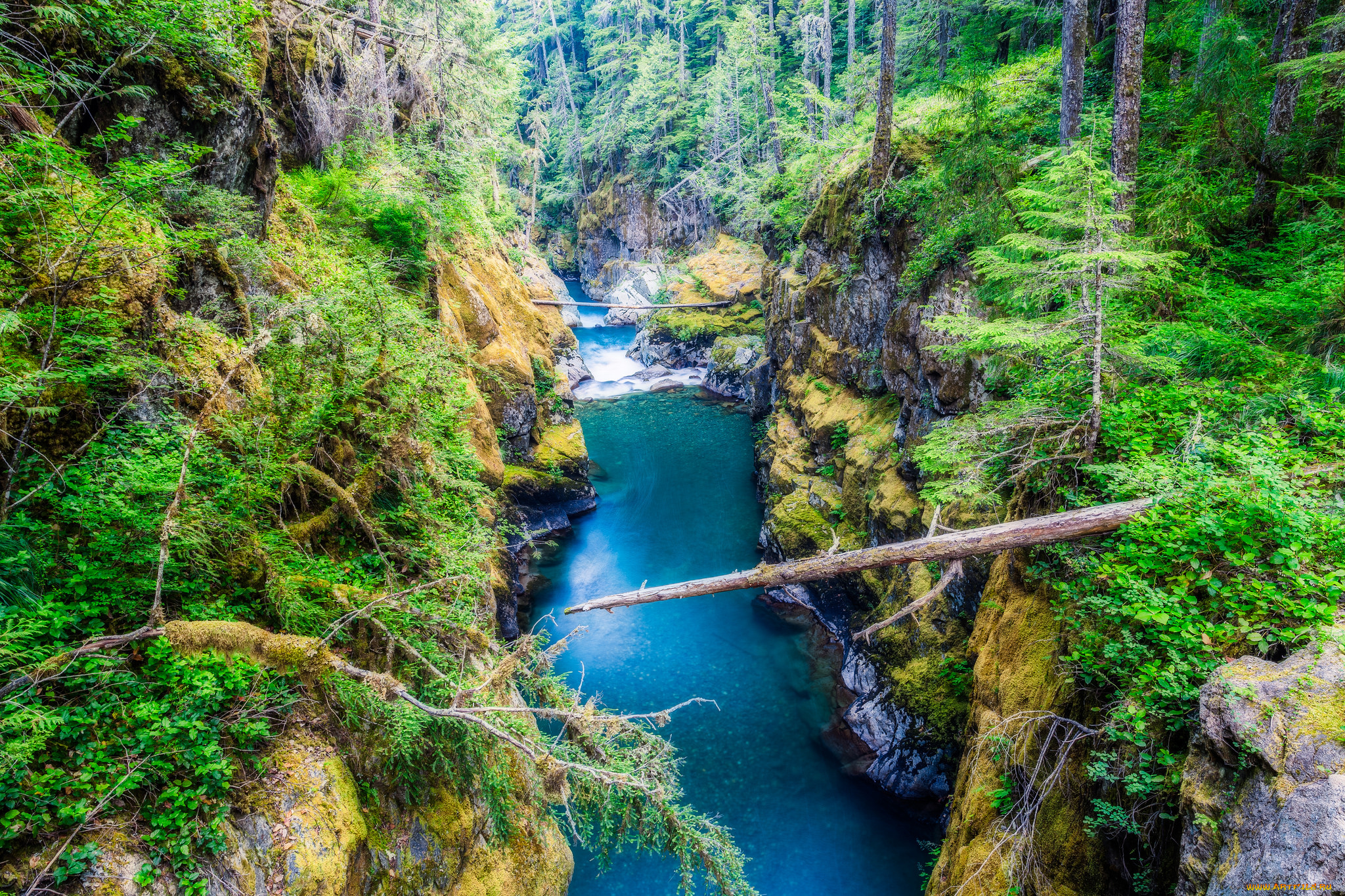 природа, реки, озера, лес, река