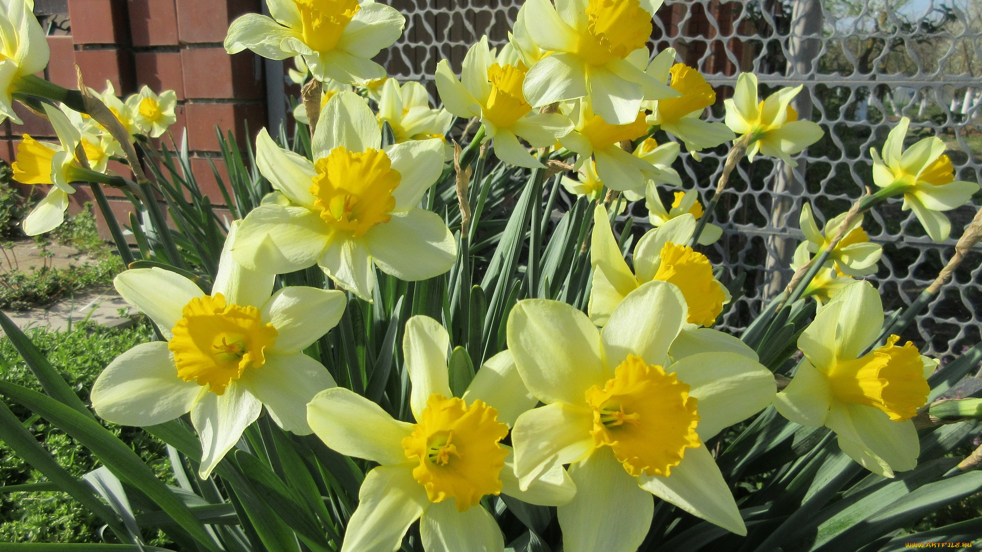 цветы, нарциссы, весна, 2018