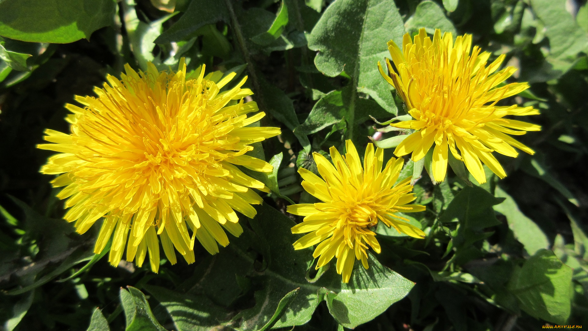 цветы, одуванчики