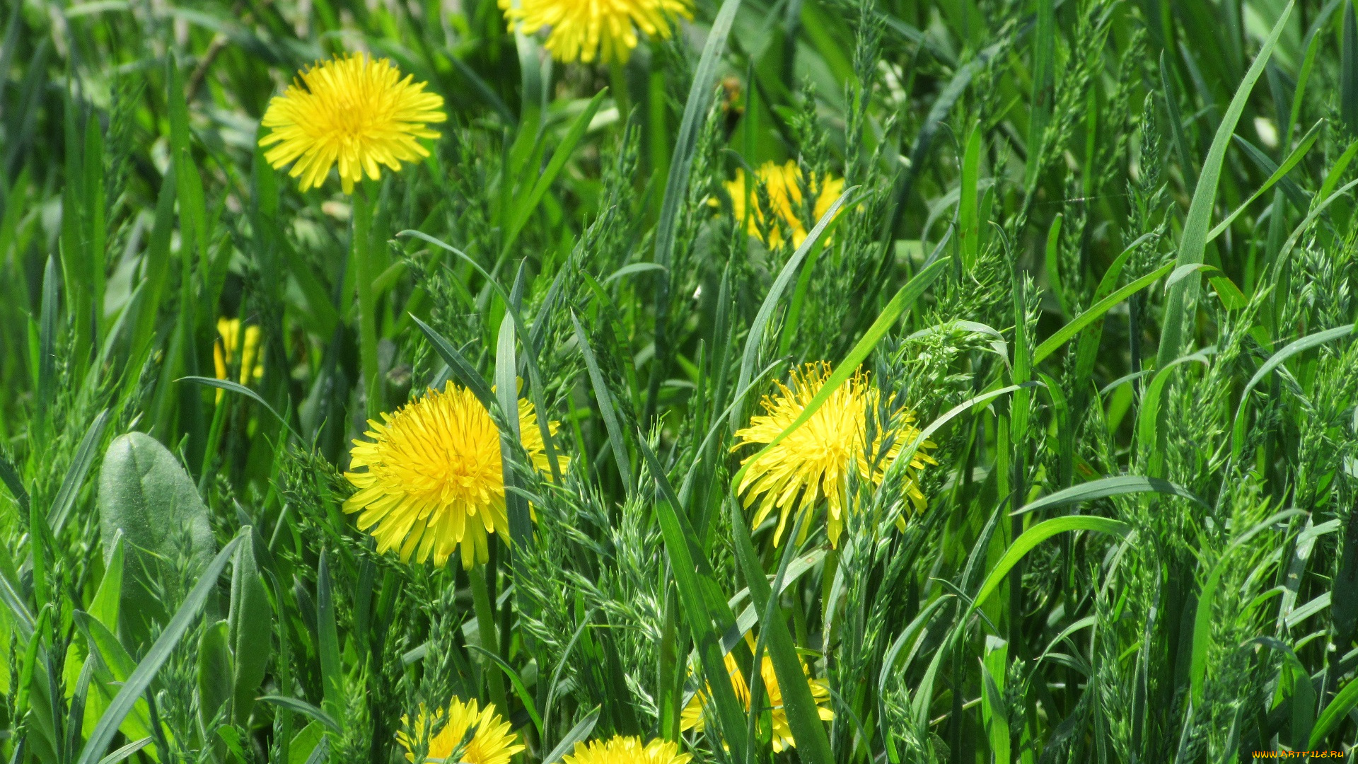 цветы, одуванчики, весна, 2018