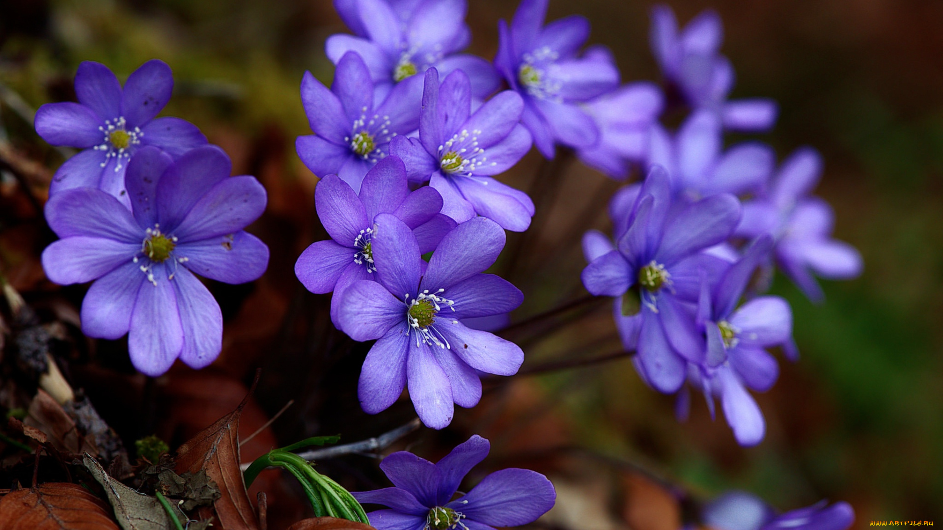 цветы, ветреницы, , печёночницы, весна, печёночница, благородная, перелеска, макро