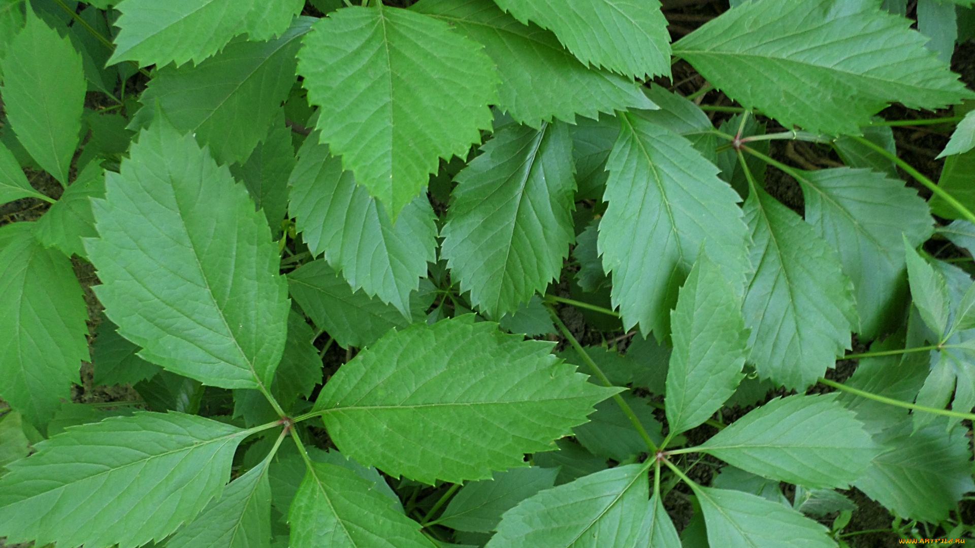 природа, листья, плющ, зелень