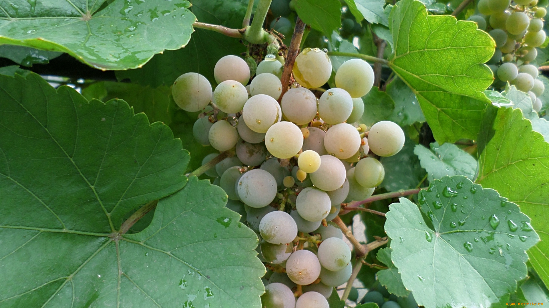 природа, Ягоды, , виноград, виноград, гроздь