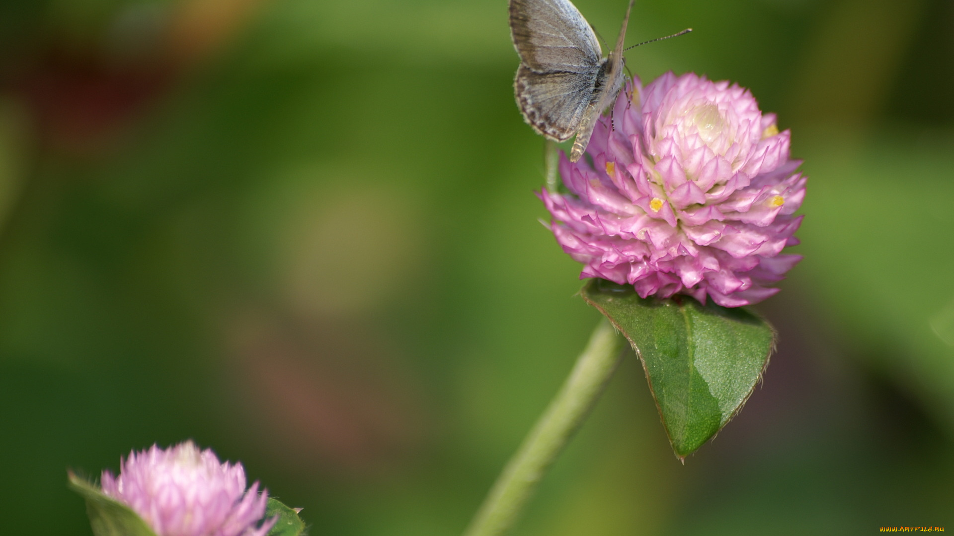 животные, бабочки, , мотыльки, , моли, розовый, клевер, бабочка