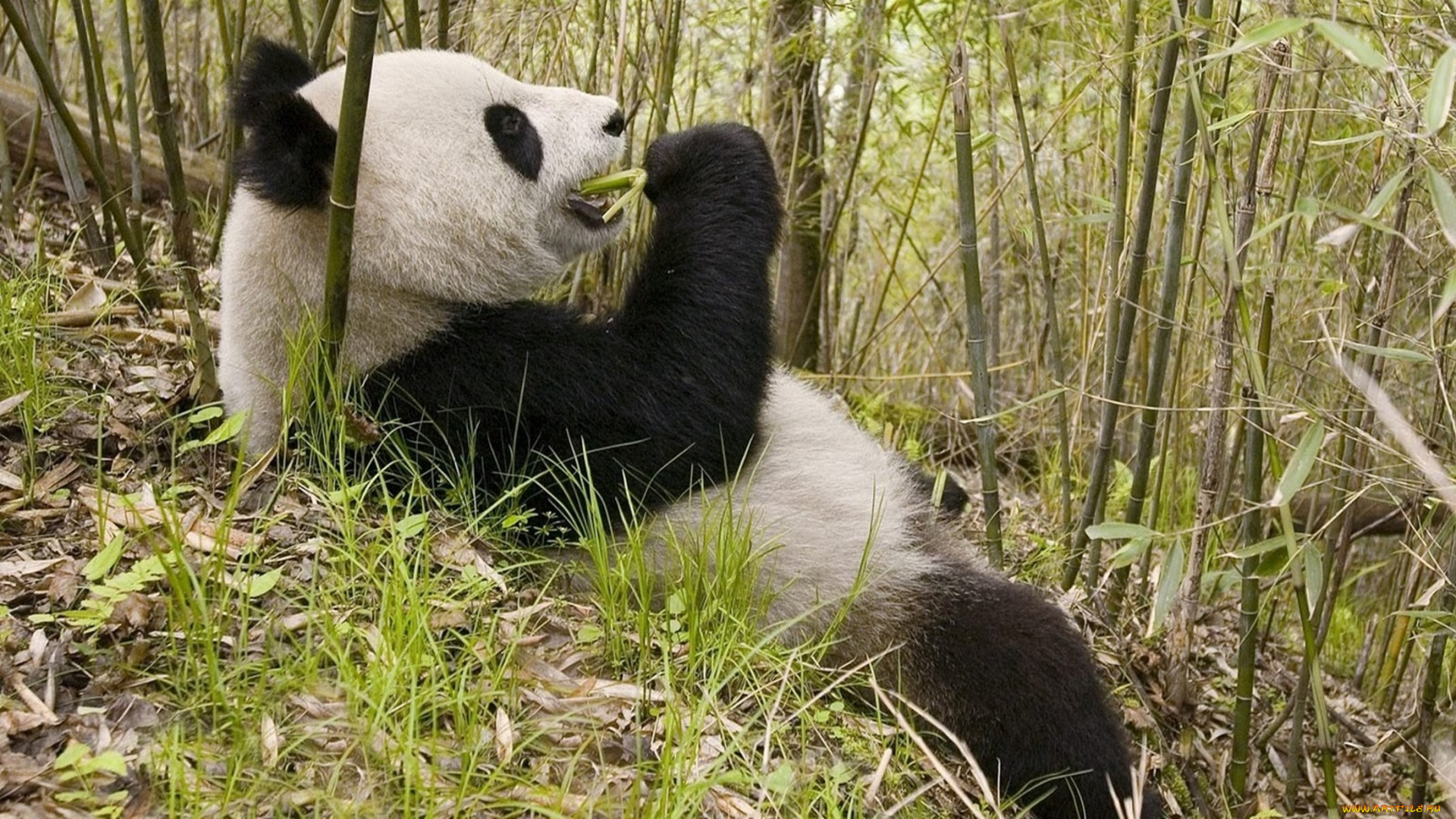 животные, панды, панда
