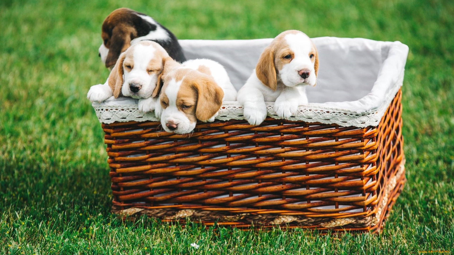 животные, собаки, бигль, корзина, щенки