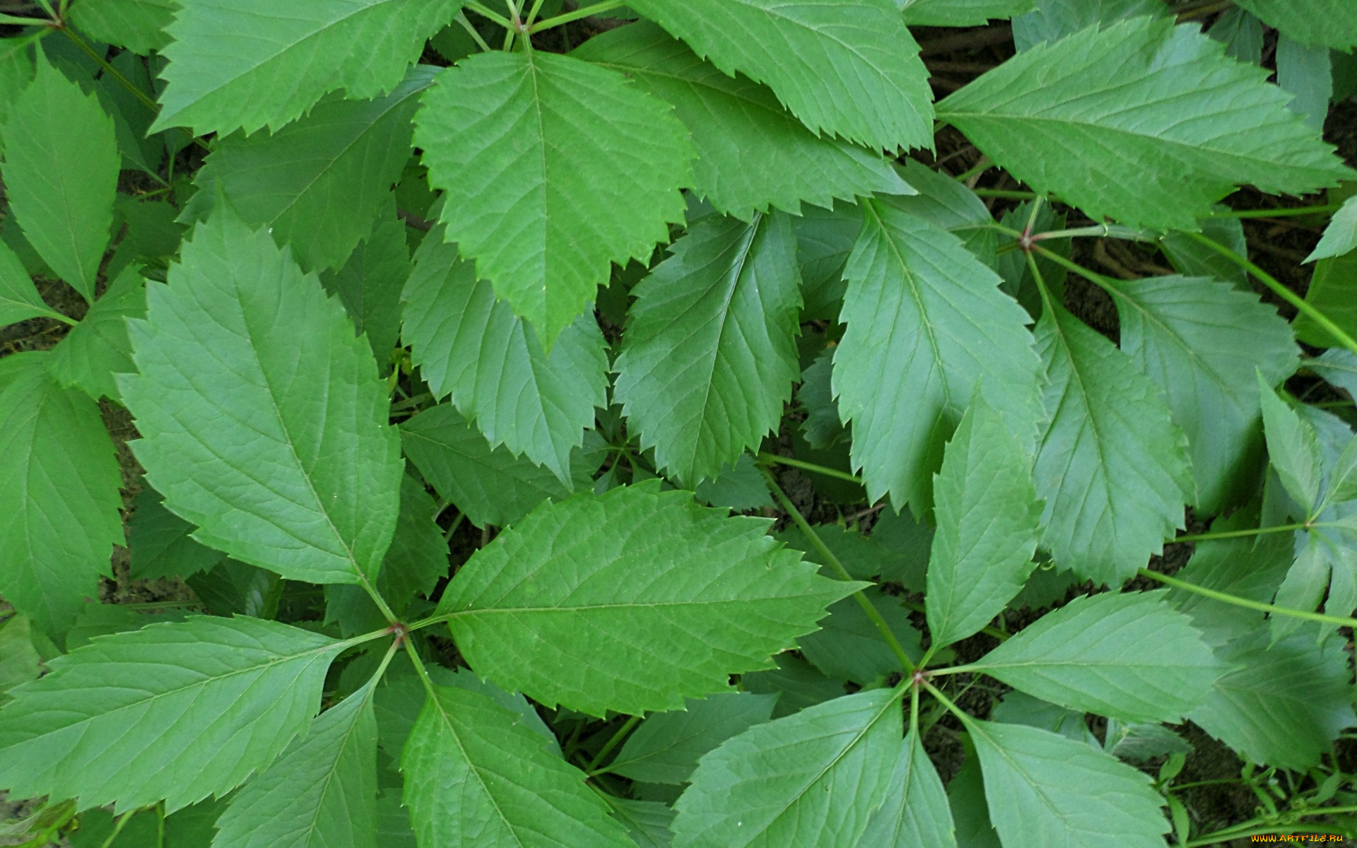 природа, листья, плющ, зелень