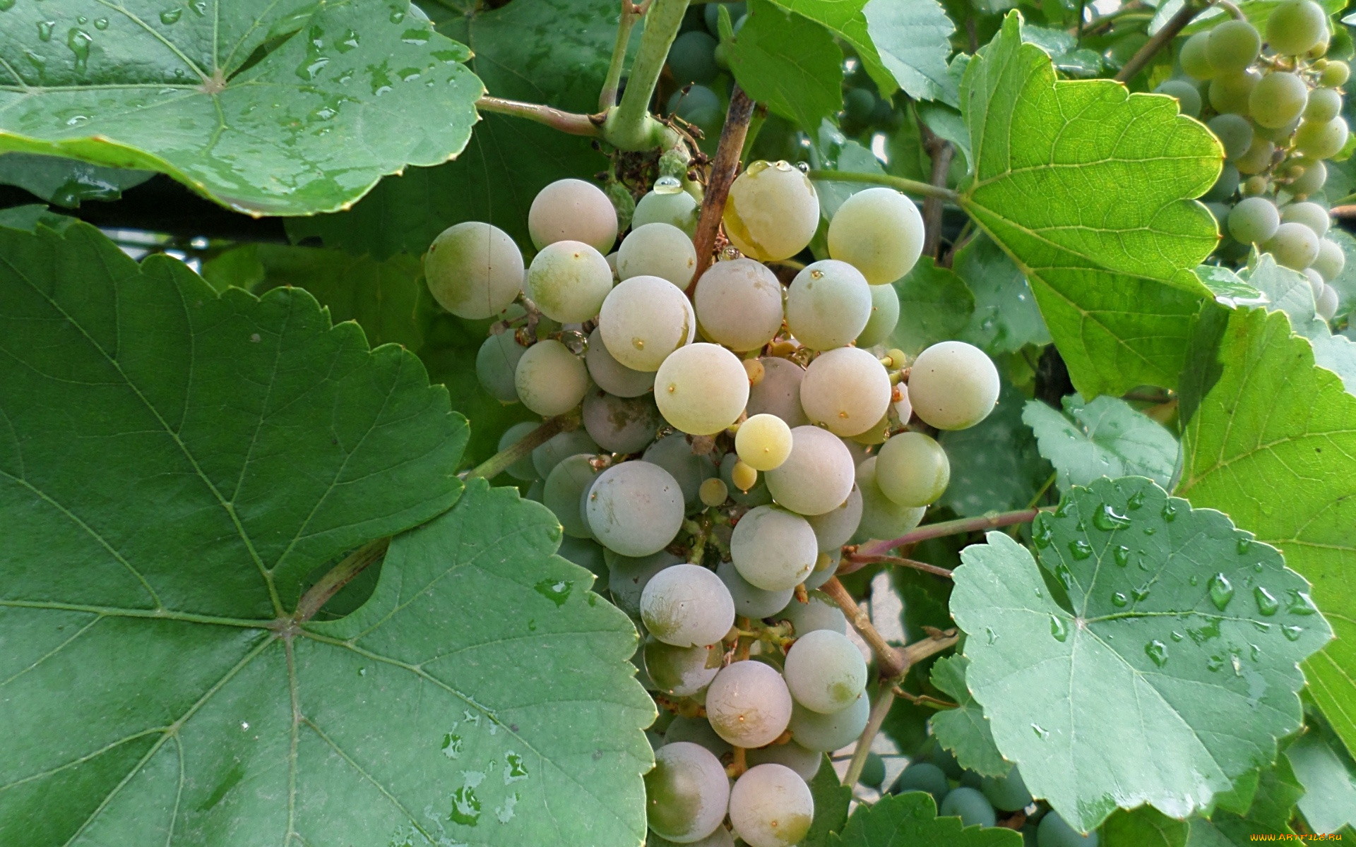 природа, Ягоды, , виноград, виноград, гроздь