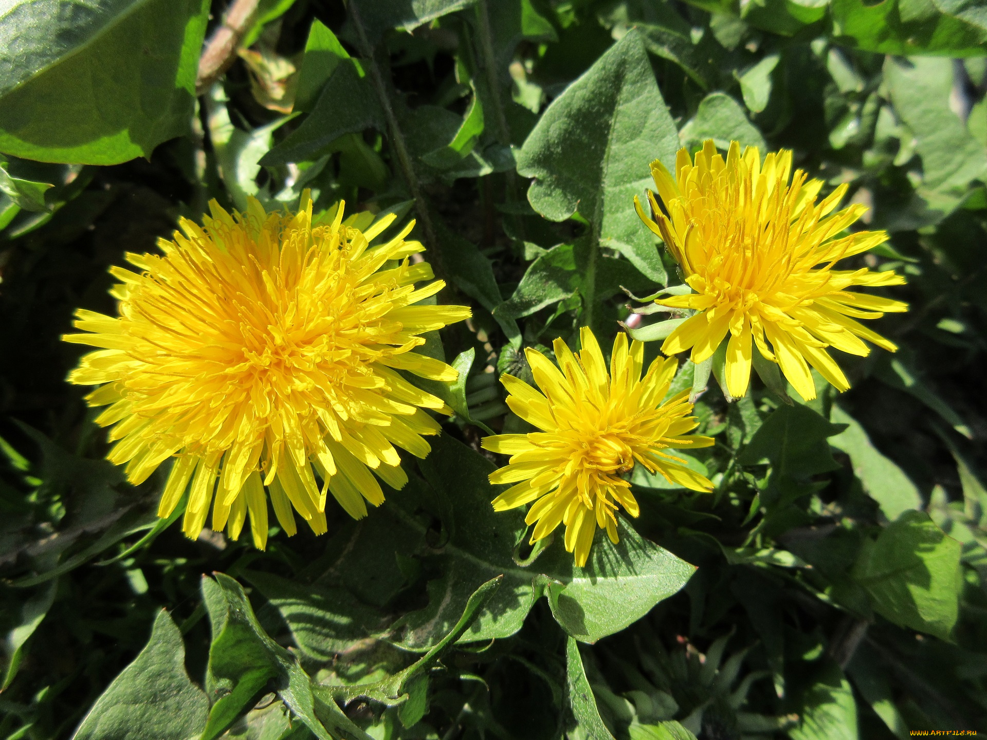 цветы, одуванчики
