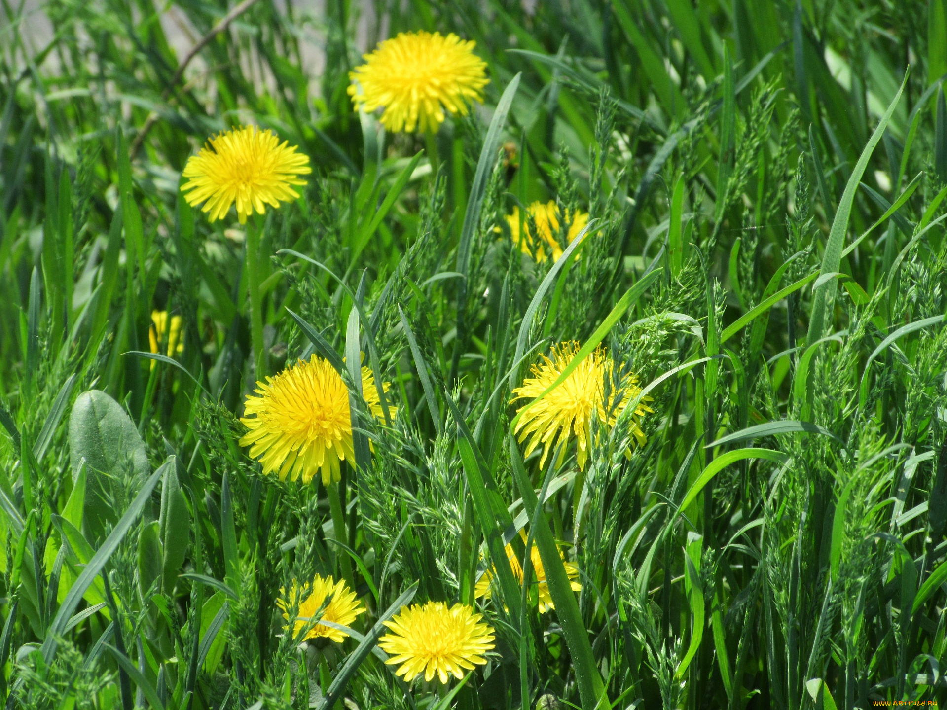 цветы, одуванчики, весна, 2018