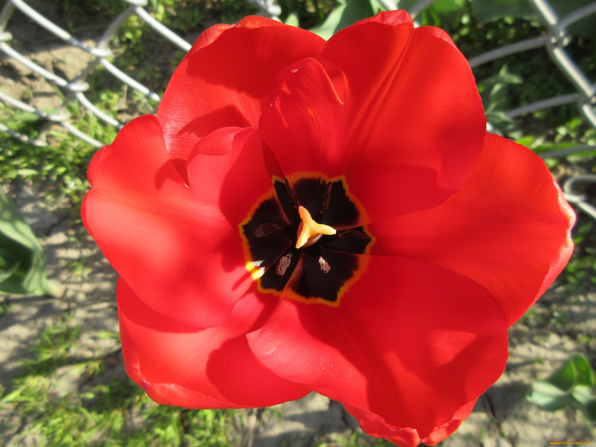 цветы, тюльпаны, весна, 2018