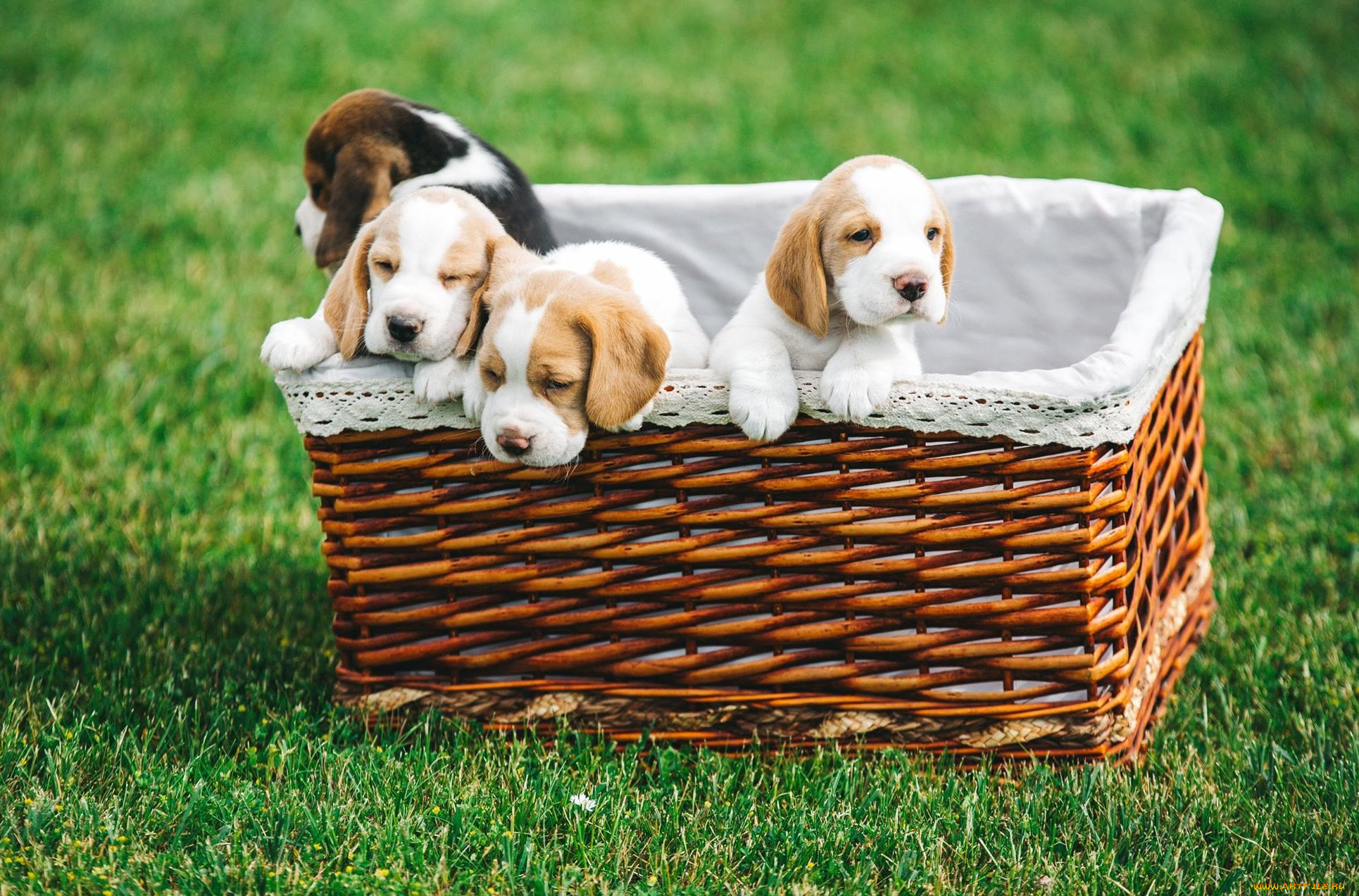 животные, собаки, бигль, корзина, щенки