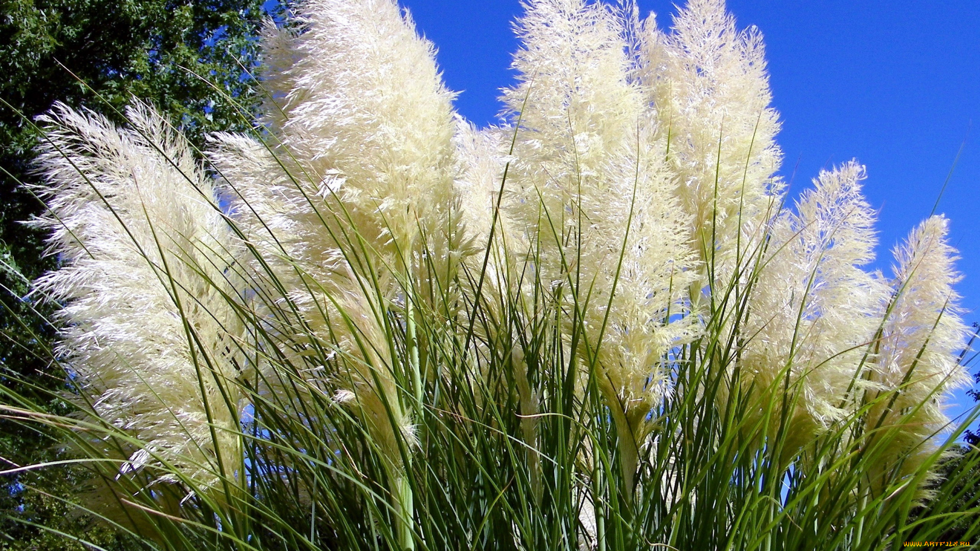 цветы, луговые, , полевые, , цветы, трава, декоративная