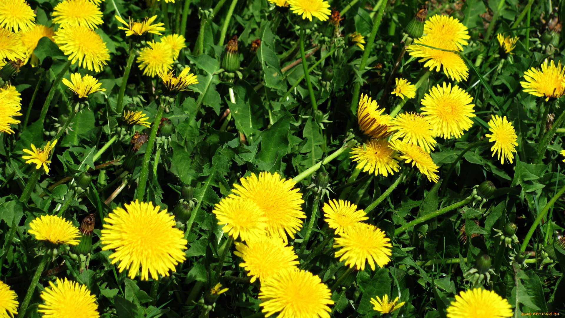 цветы, одуванчики, желтый