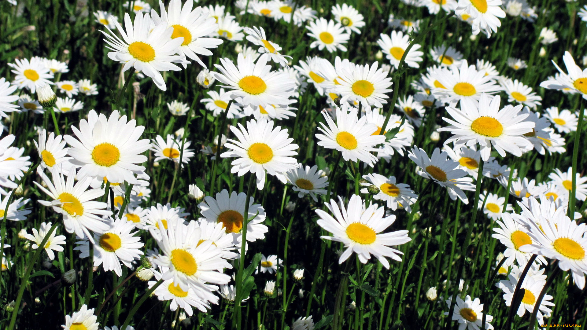 цветы, ромашки, белый