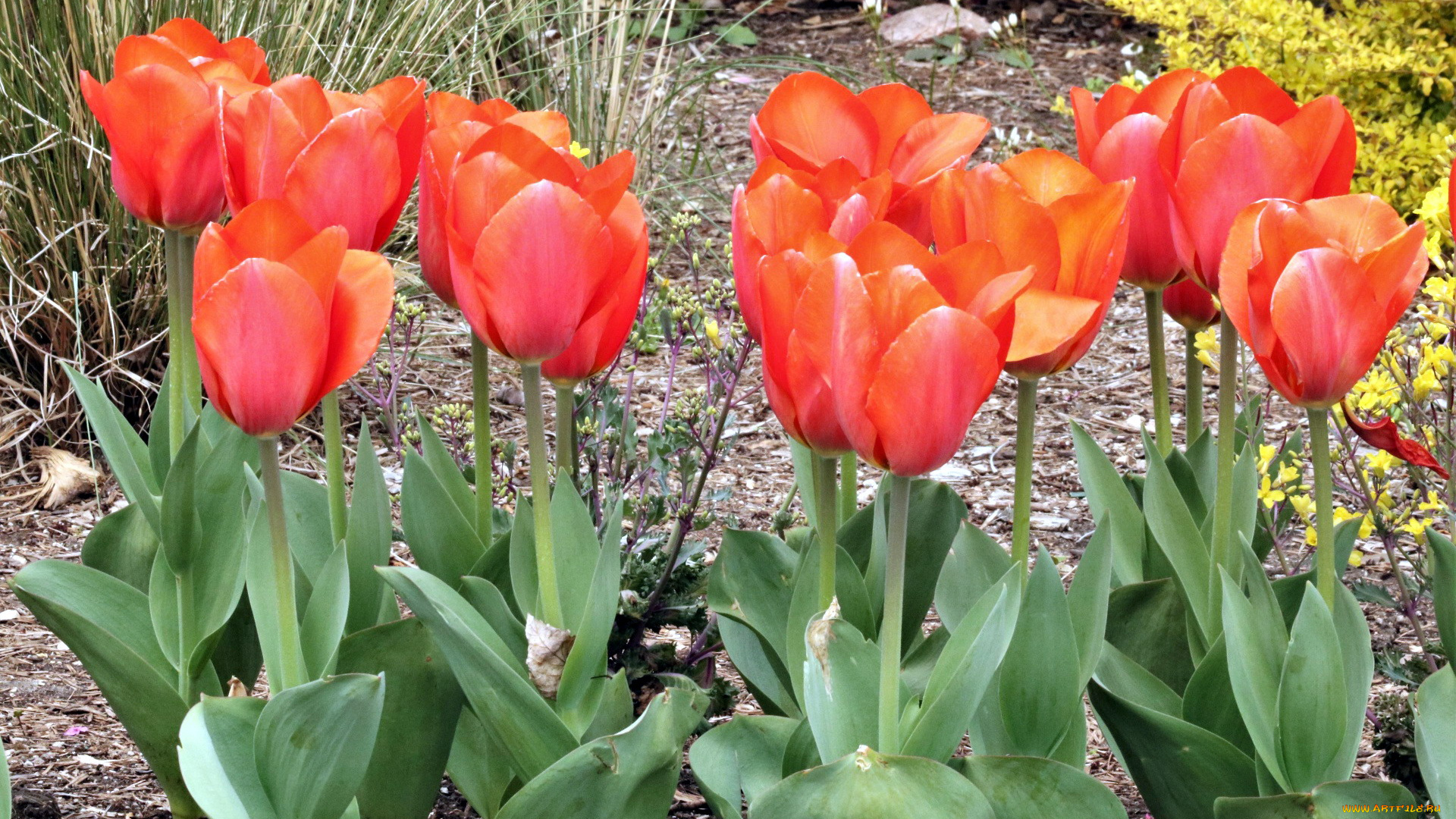 цветы, тюльпаны, алый