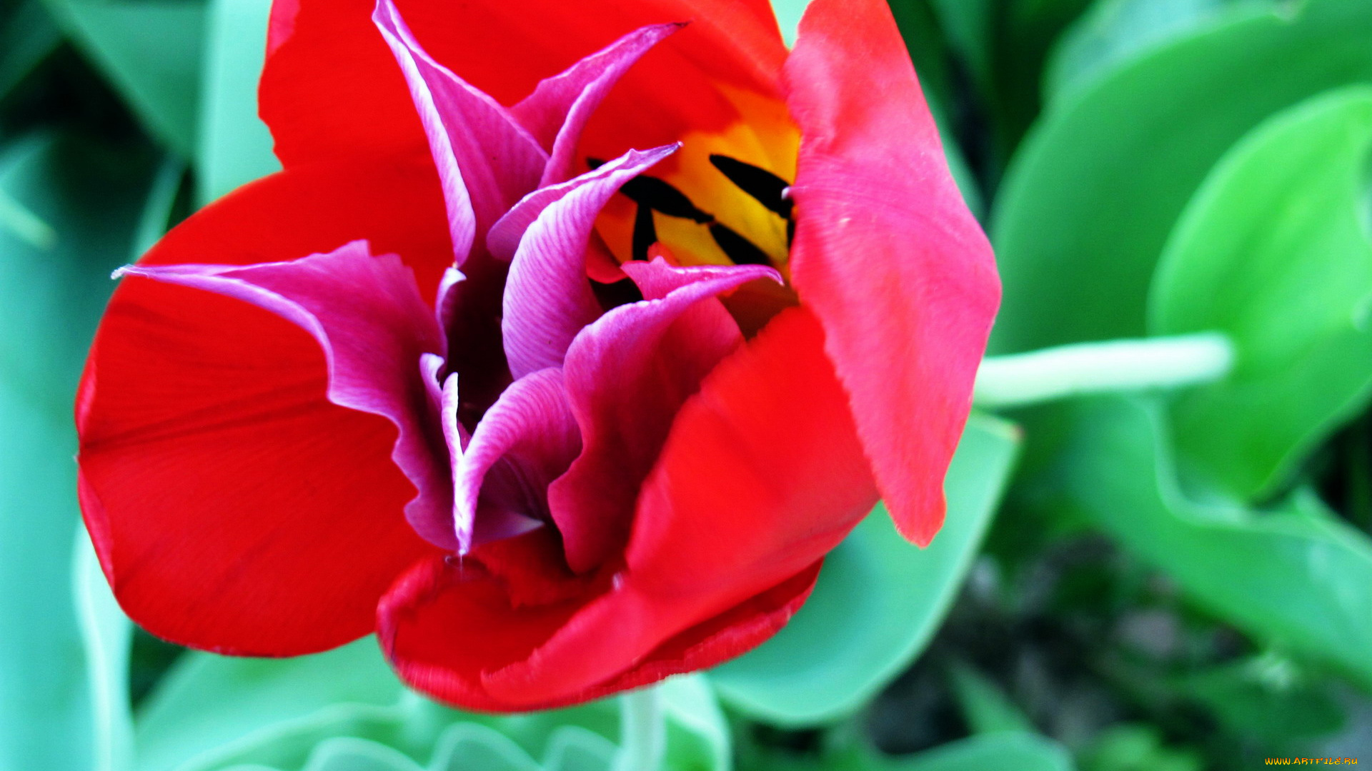 цветы, тюльпаны, макро