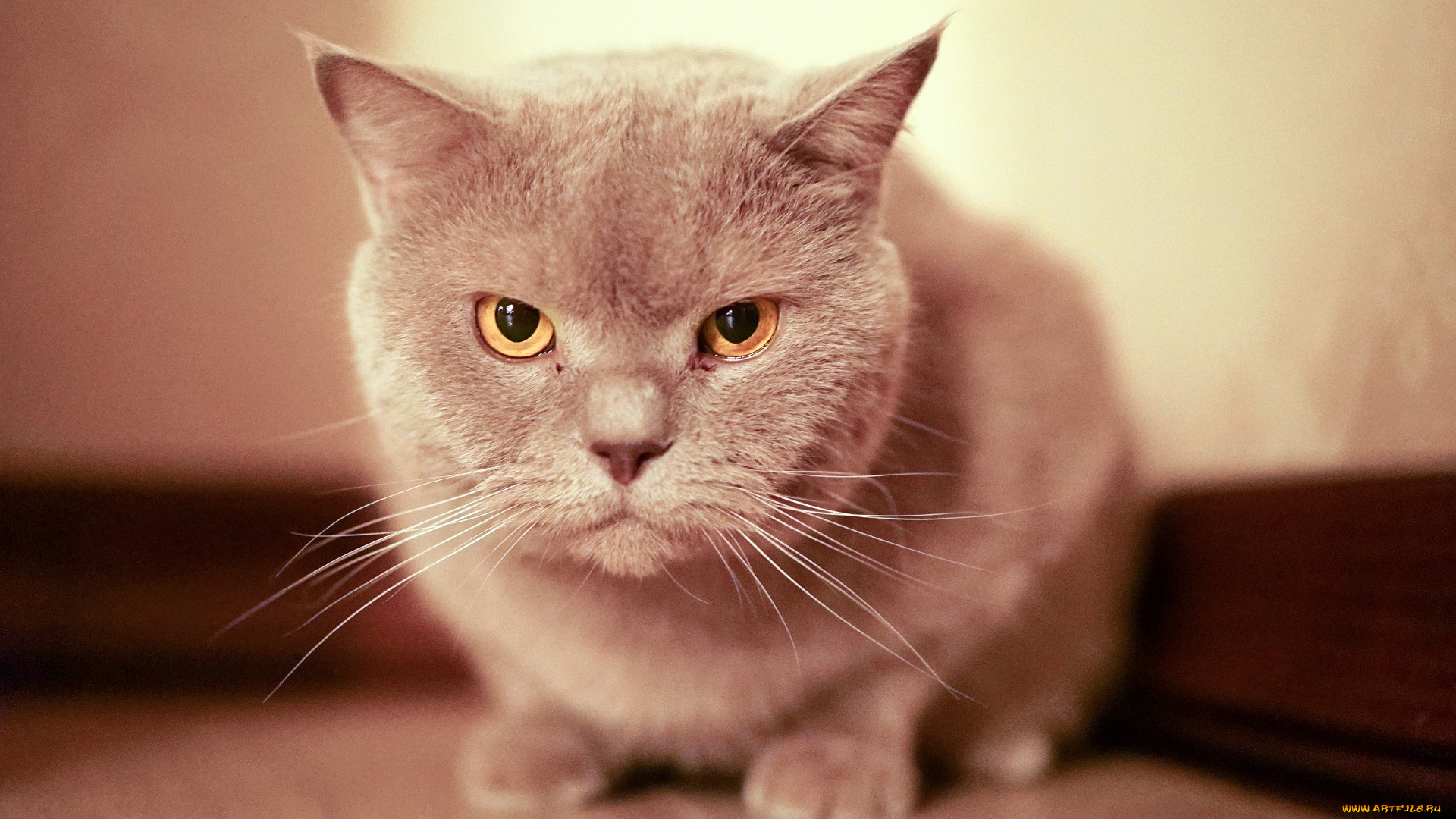 кошки, животные, коты