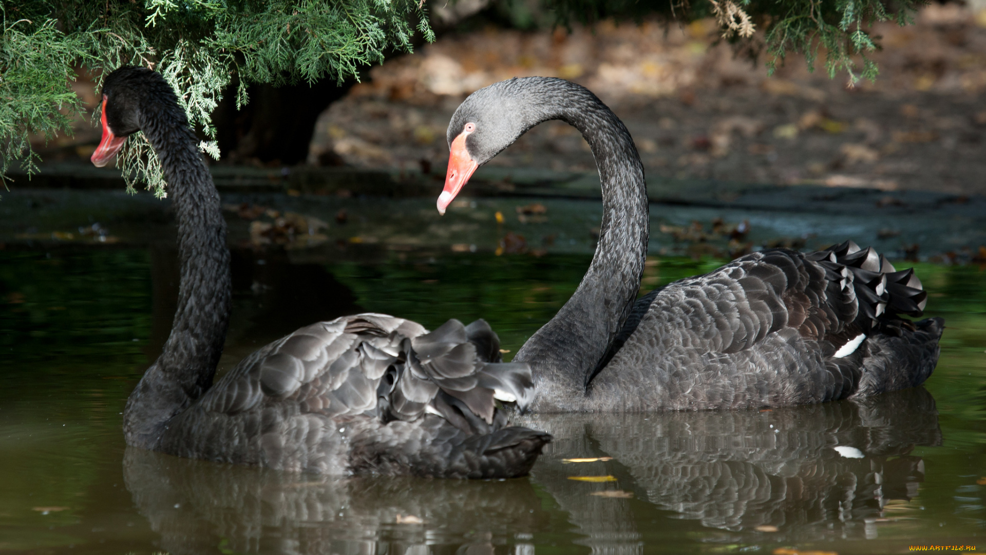 животные, лебеди, смотрит