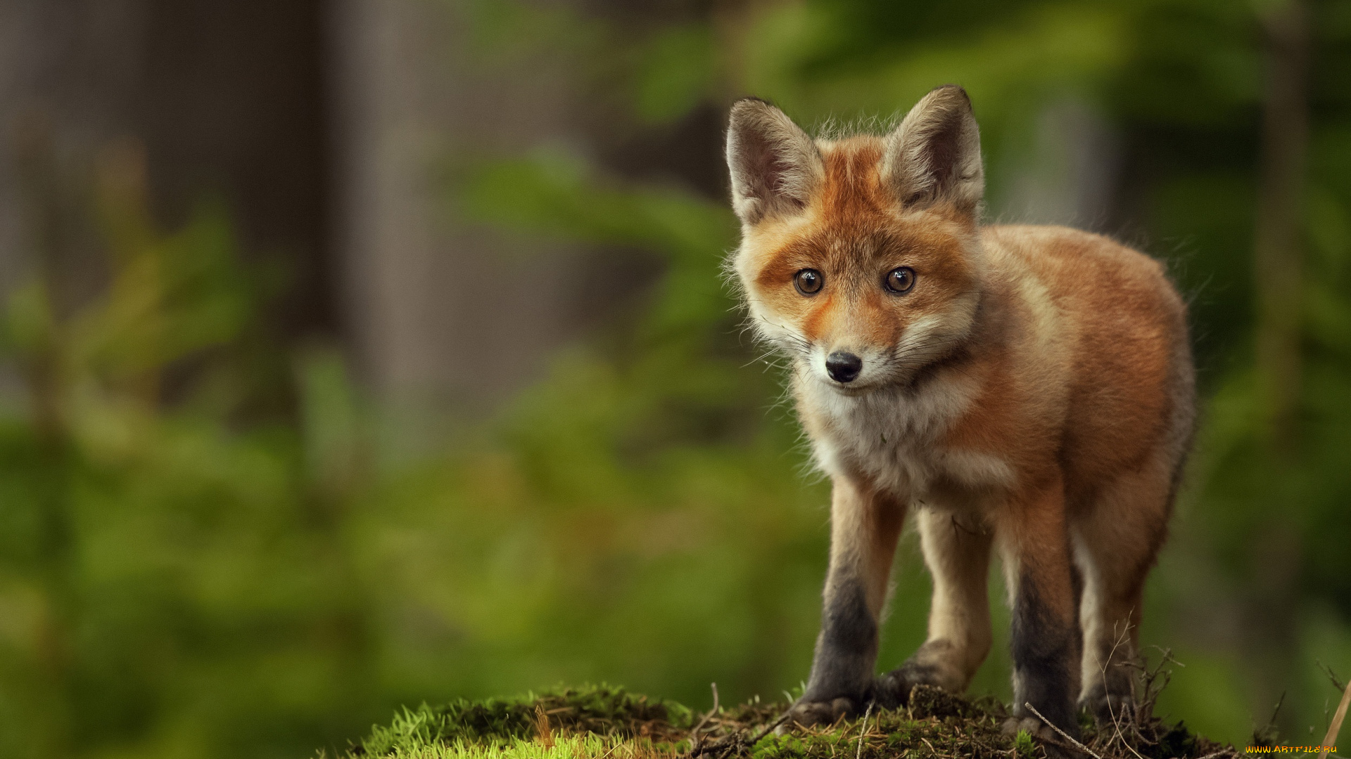 животные, лисы, лисёнок
