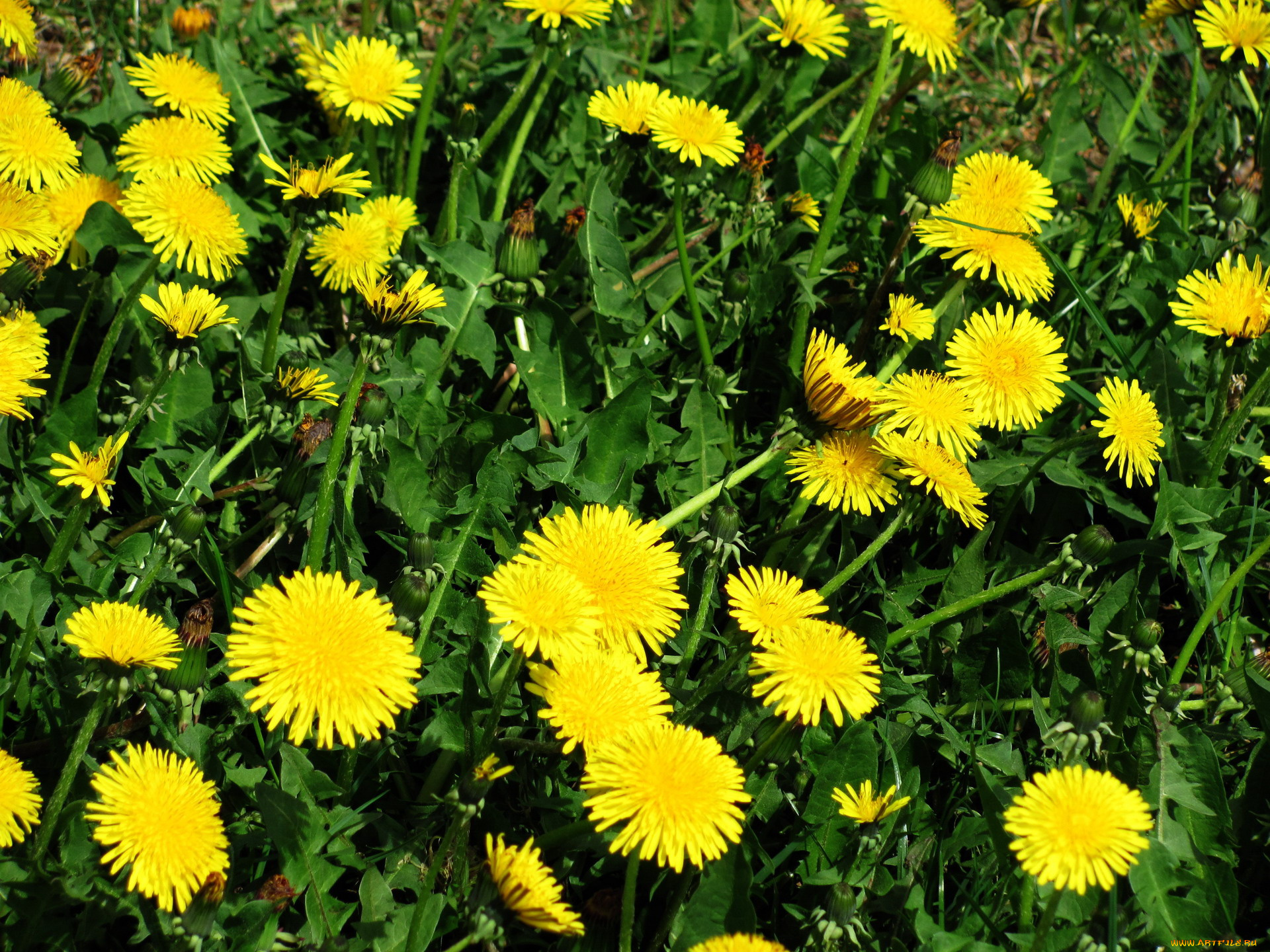 цветы, одуванчики, желтый