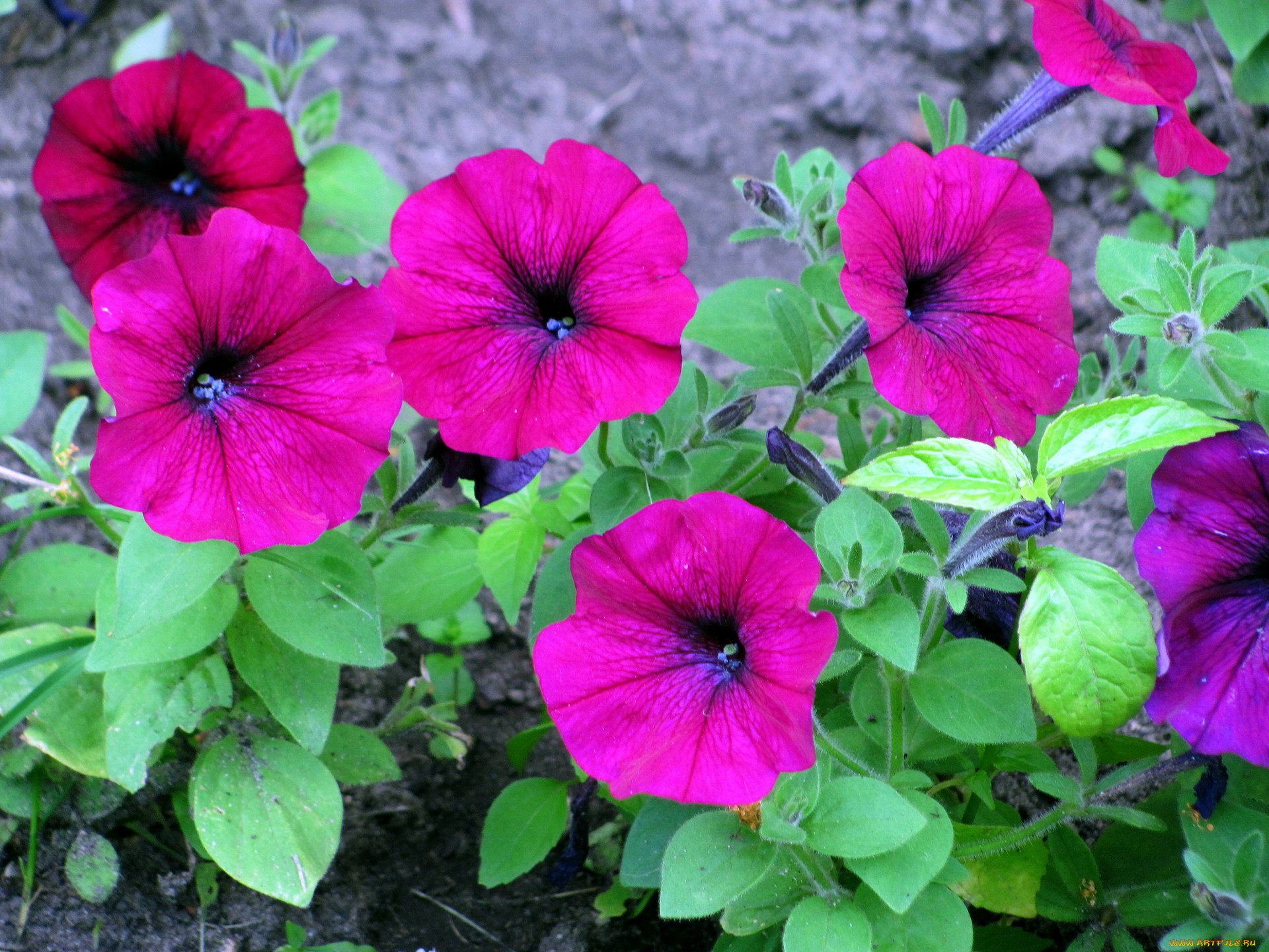 цветы, петунии, , калибрахоа, розовый