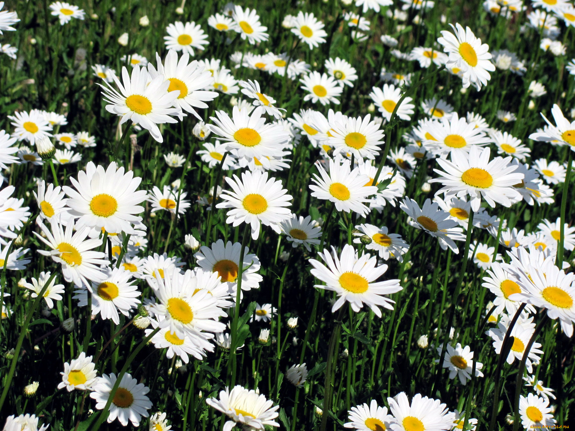 цветы, ромашки, белый