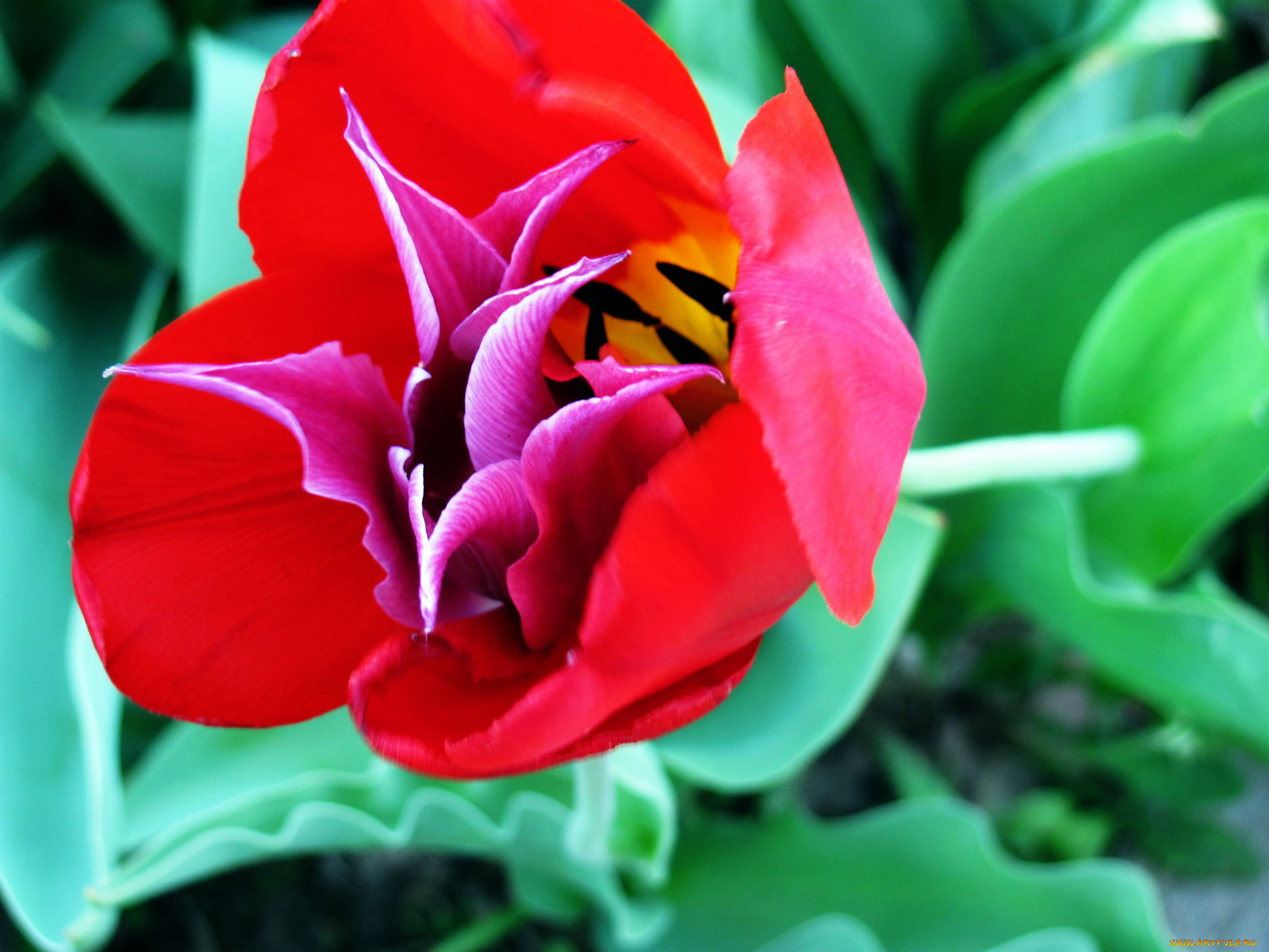 цветы, тюльпаны, макро