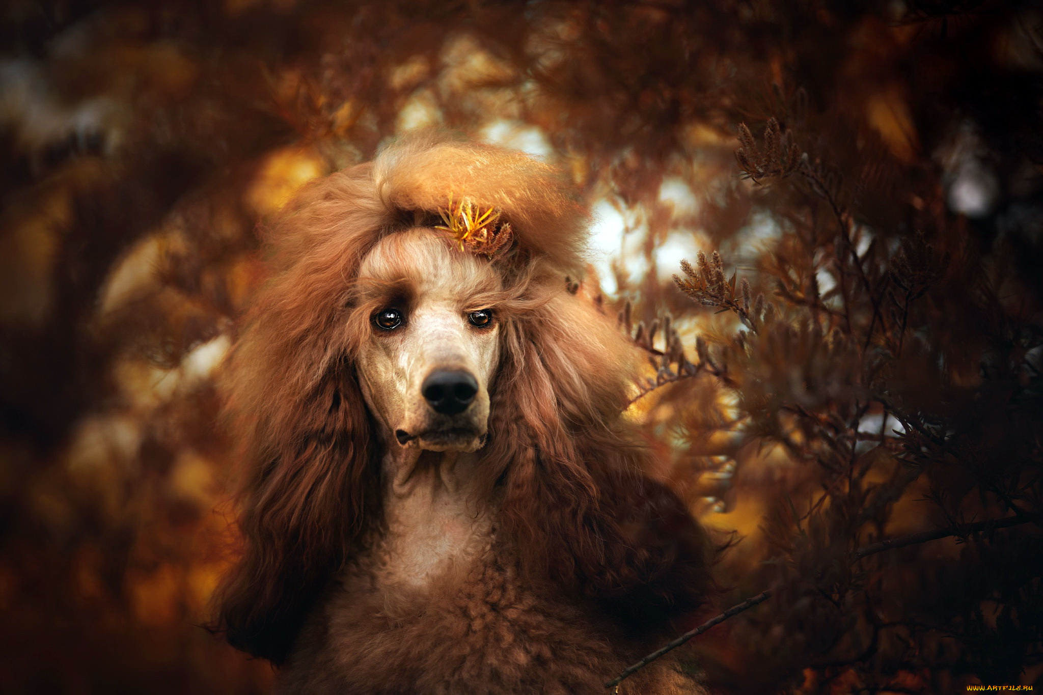 животные, собаки, собака