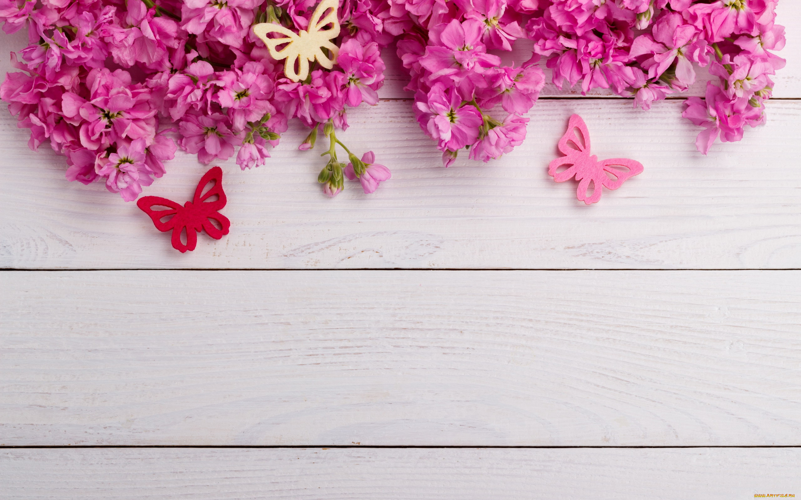 цветы, сакура, , вишня, бабочки