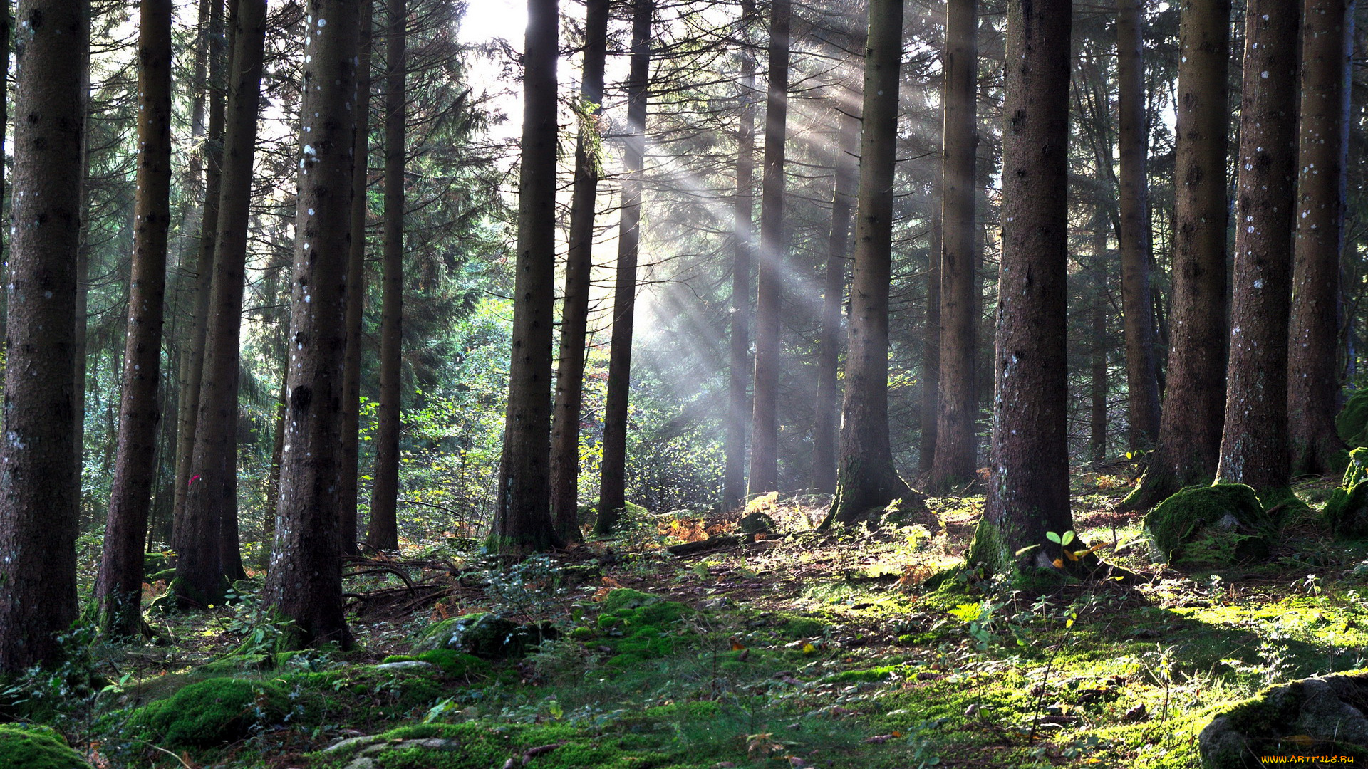 природа, лес, сосны