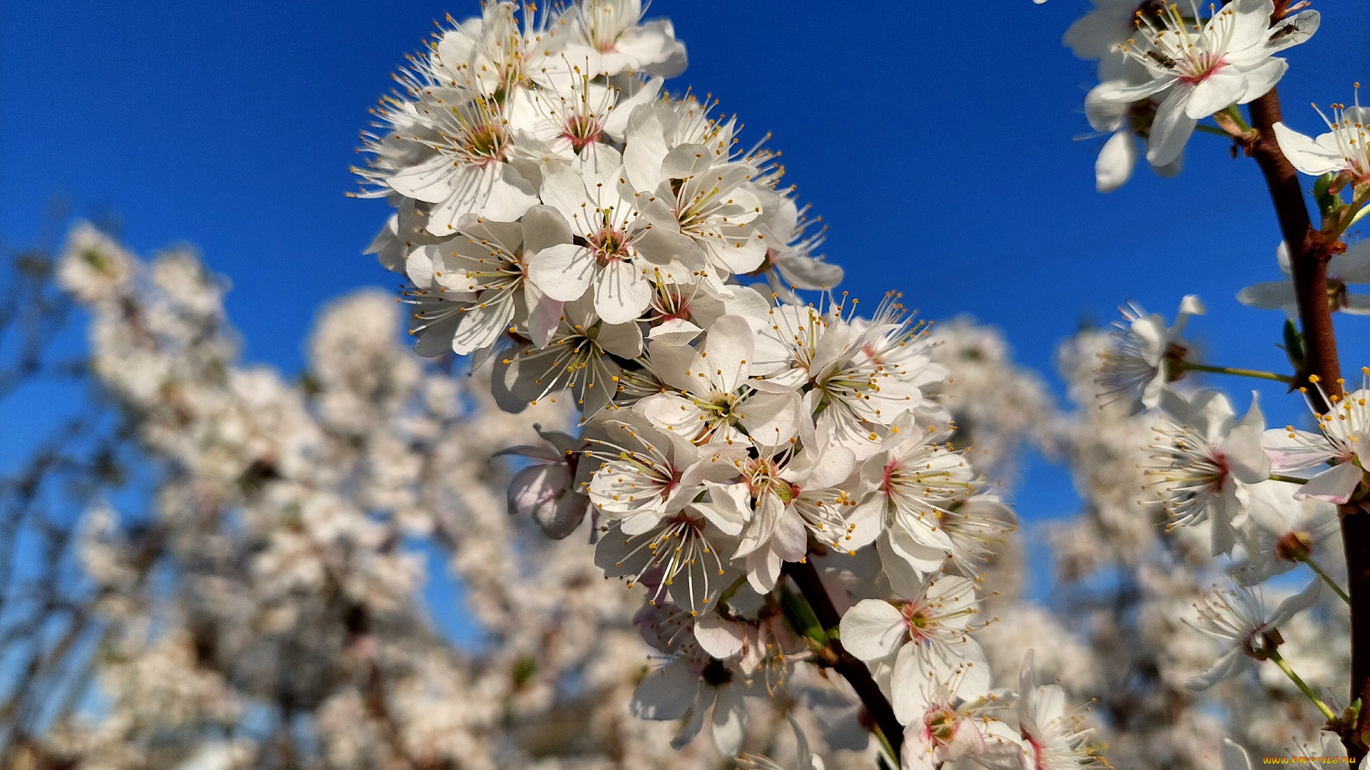 11, 04, 2022, цветы, цветущие, деревья, , , кустарники, весна