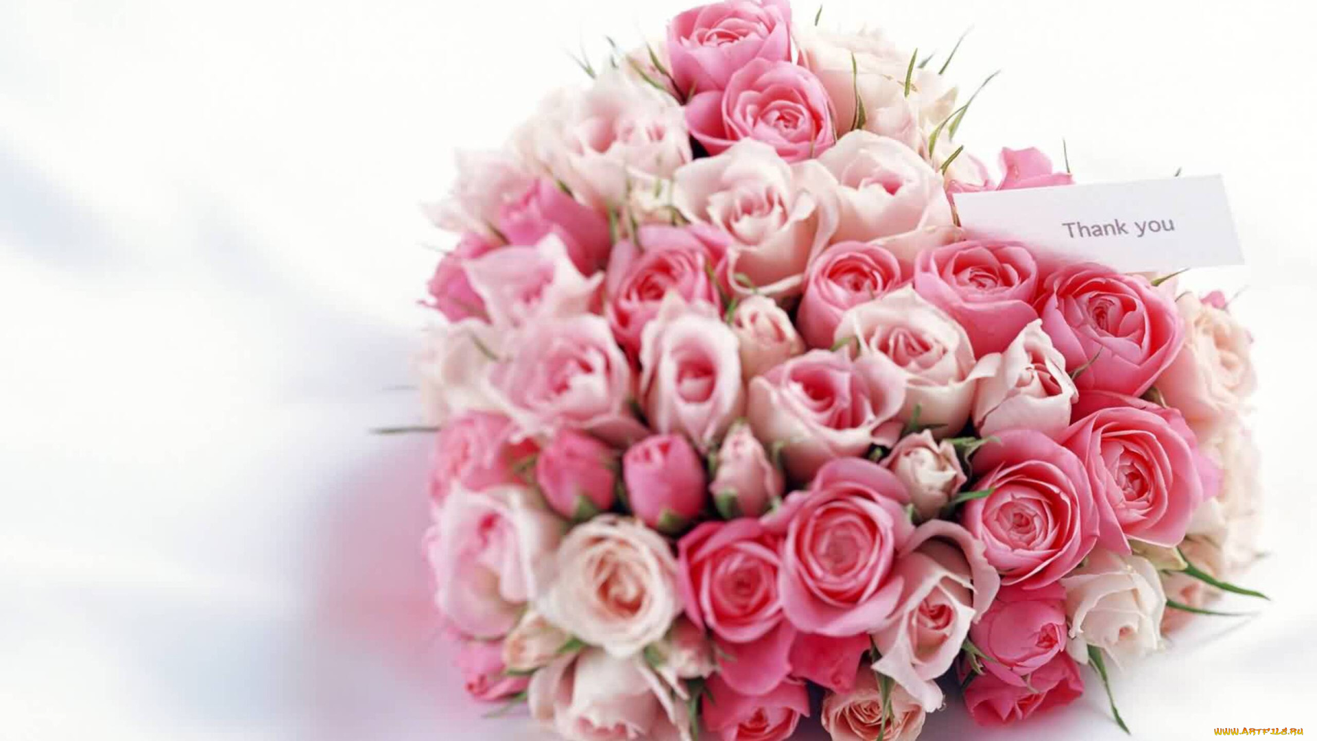 цветы, розы, букет