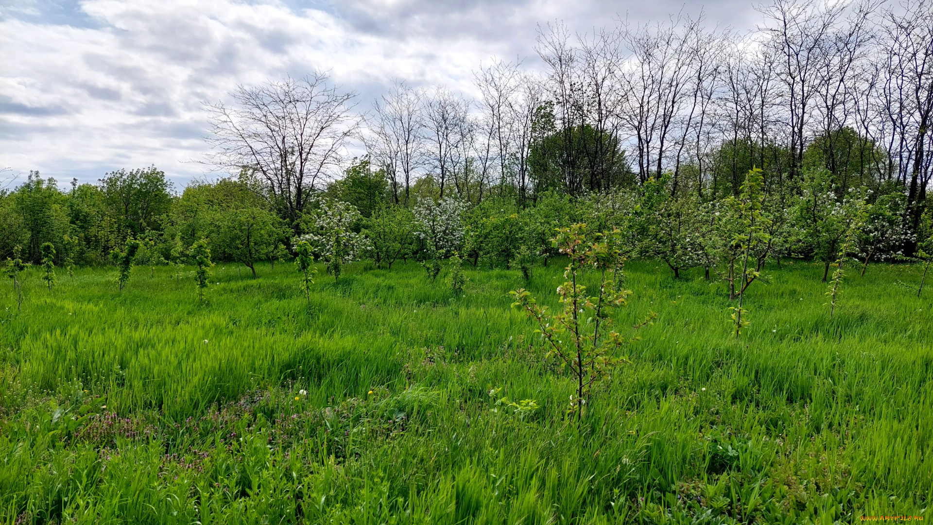 природа, пейзажи, сад, весна