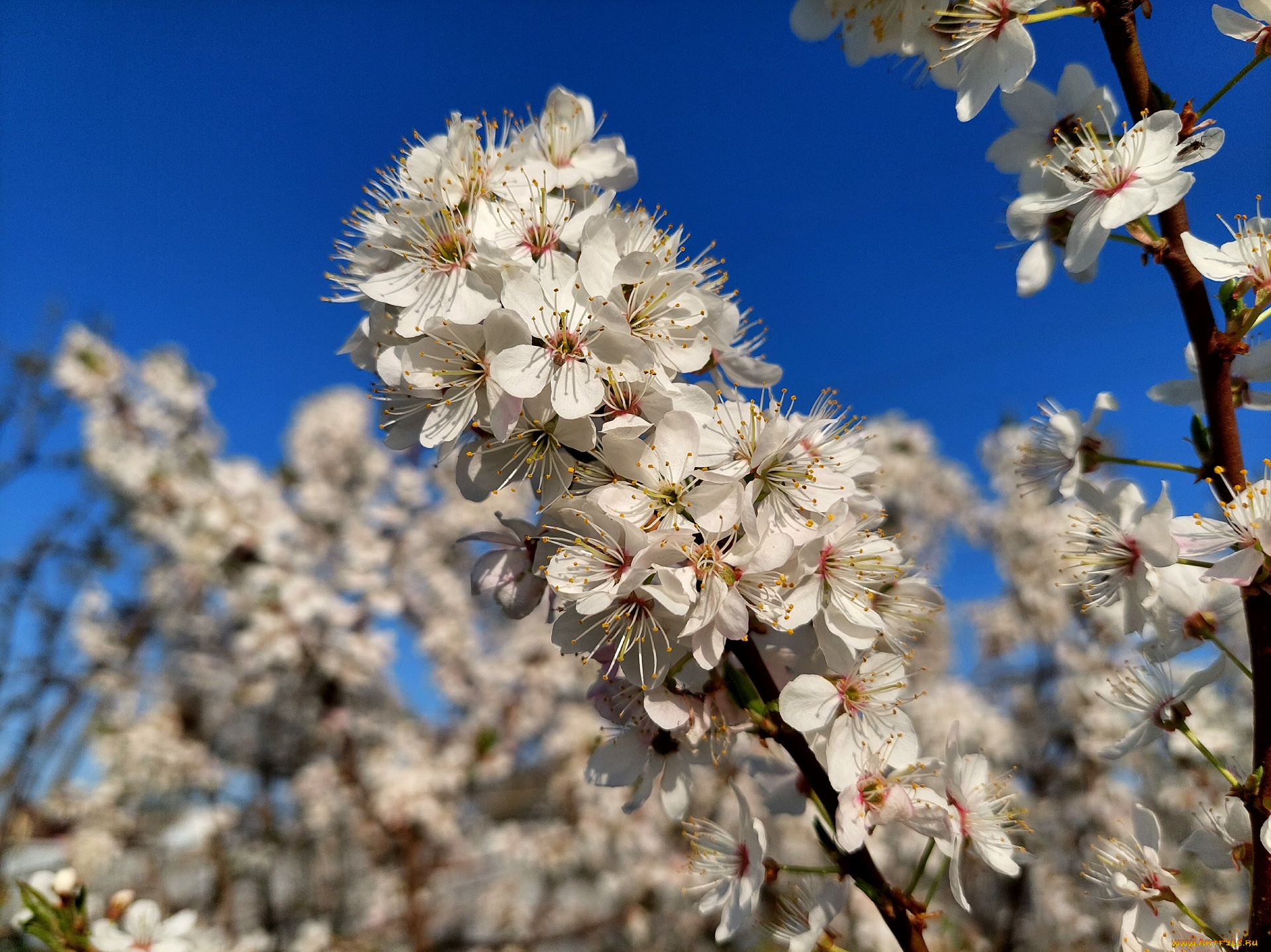 11, 04, 2022, цветы, цветущие, деревья, , , кустарники, весна